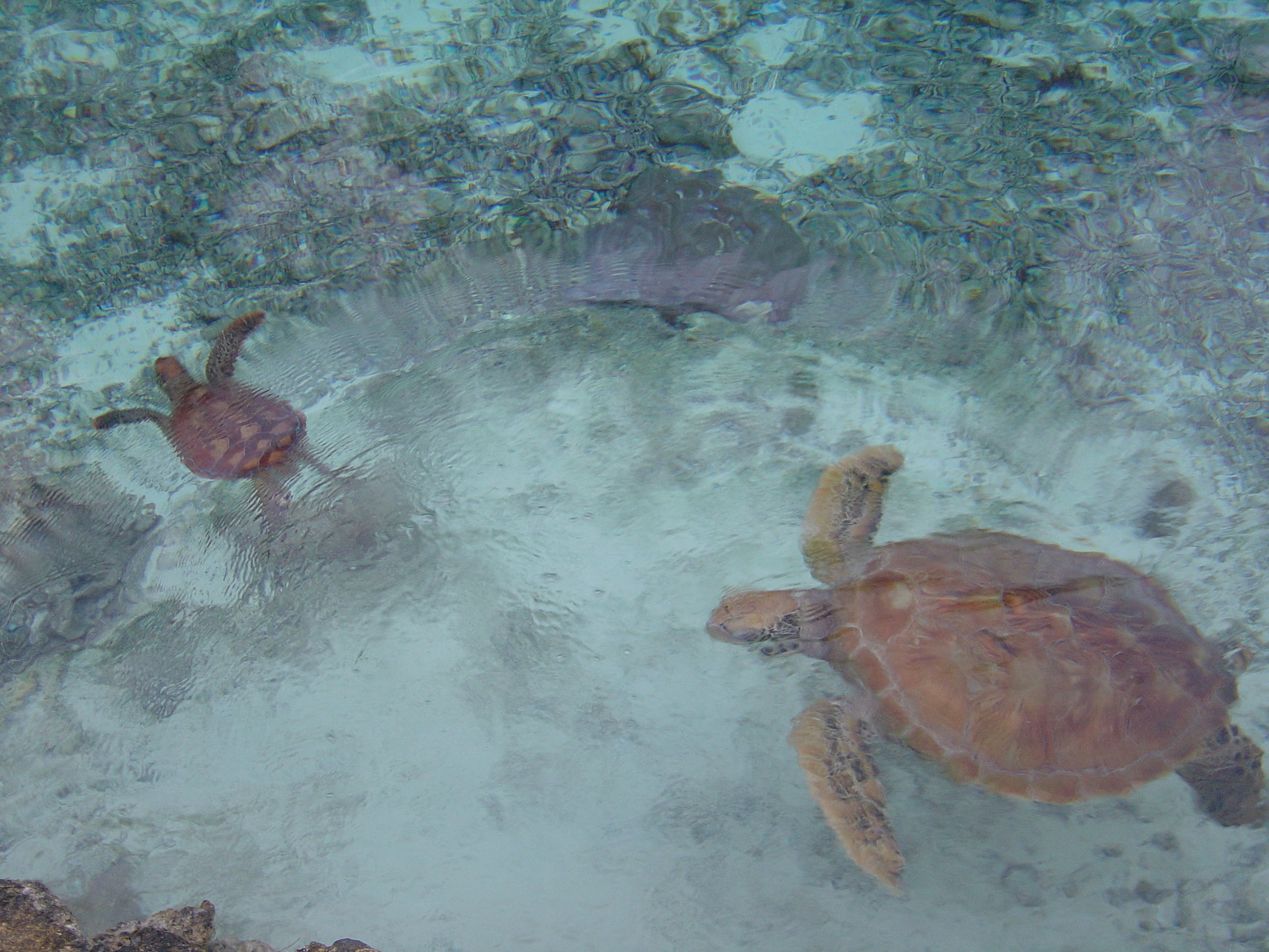 照片 波利尼西亚(Polynesia) 波拉波拉艾美酒店(Meridien Bora Bora Hotel) 2006-04 176