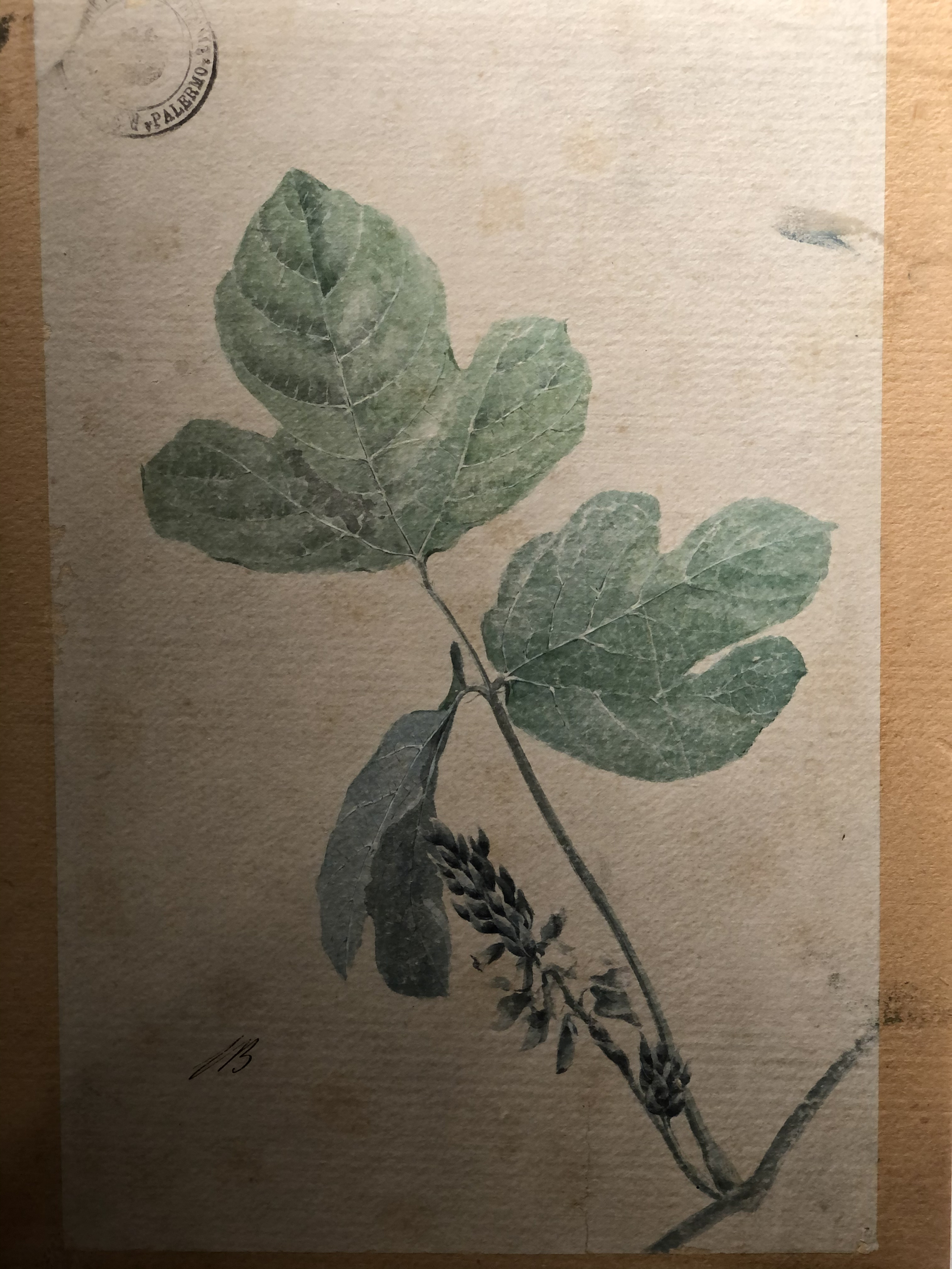 照片 意大利(Italy) 西西里岛(Sicily) 巴勒莫(Palermo) 诺曼王宫(Palazzo dei Normanni) 2020-02 191