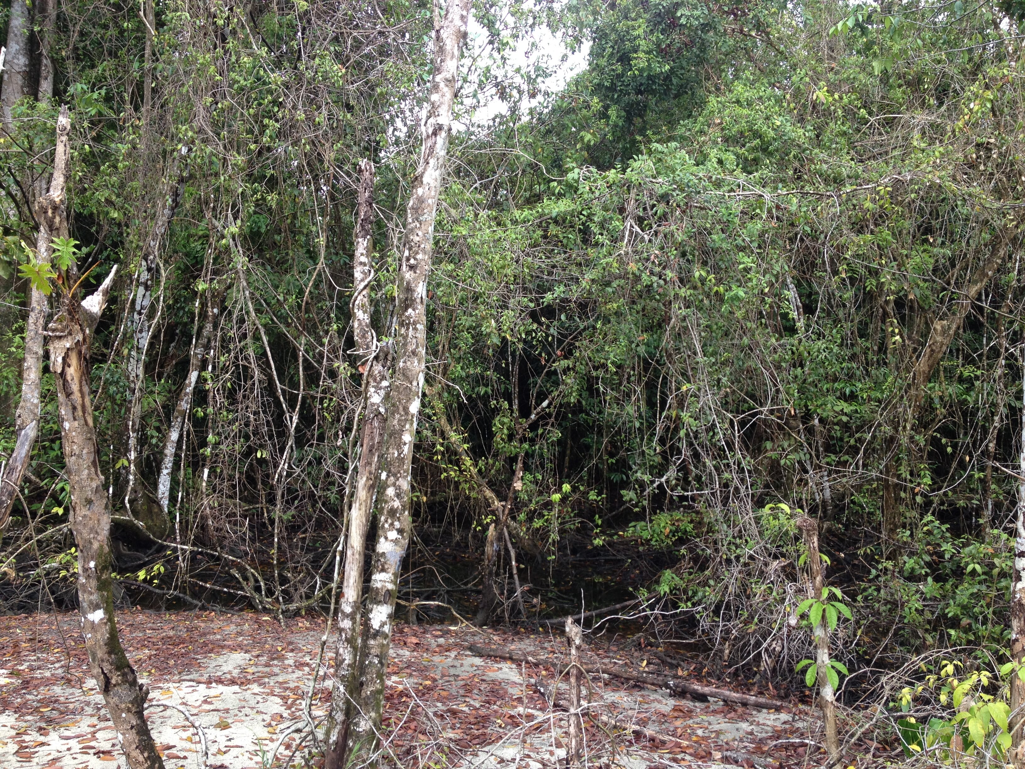 照片 哥斯达黎加(Costa Rica) 卡维塔(Cahuita) 2015-03 147