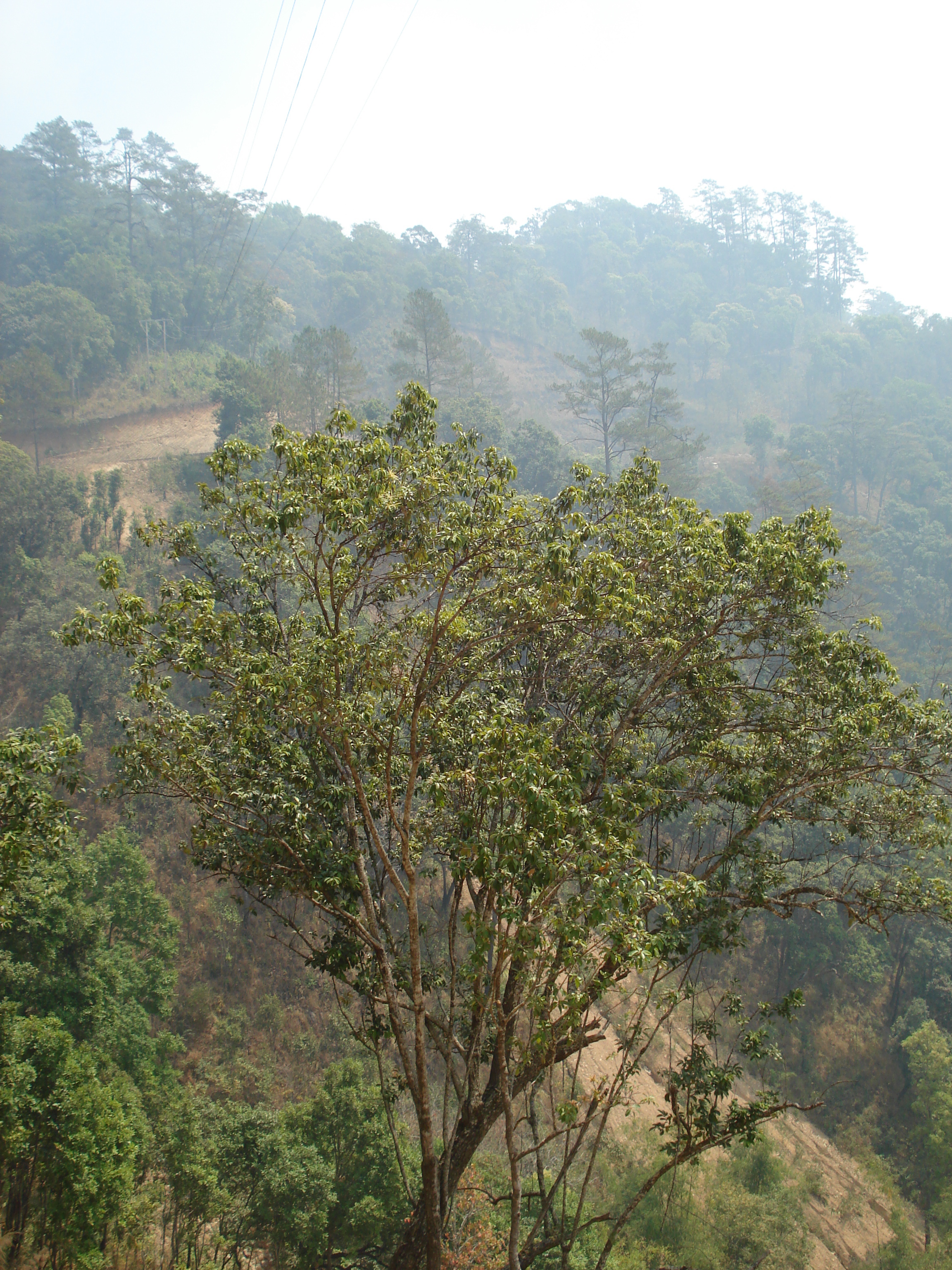 照片 泰国(Thailand) 邦玛帕至拜县公路(Pang Mapha to Pai road) 2007-02 50