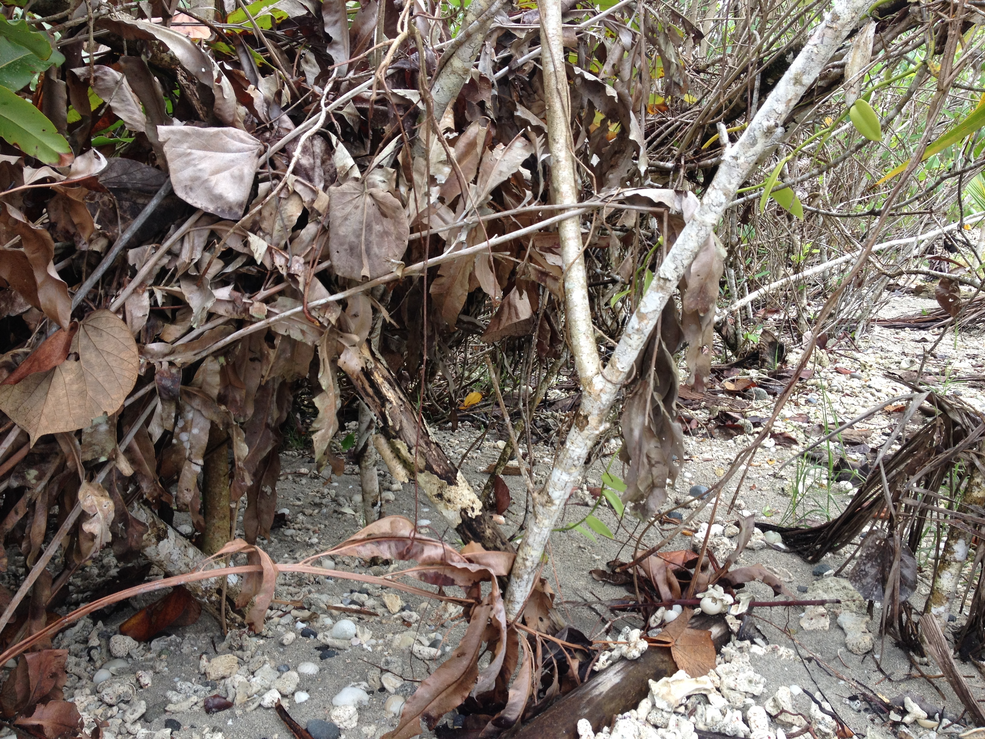 照片 哥斯达黎加(Costa Rica) 卡维塔(Cahuita) 2015-03 65