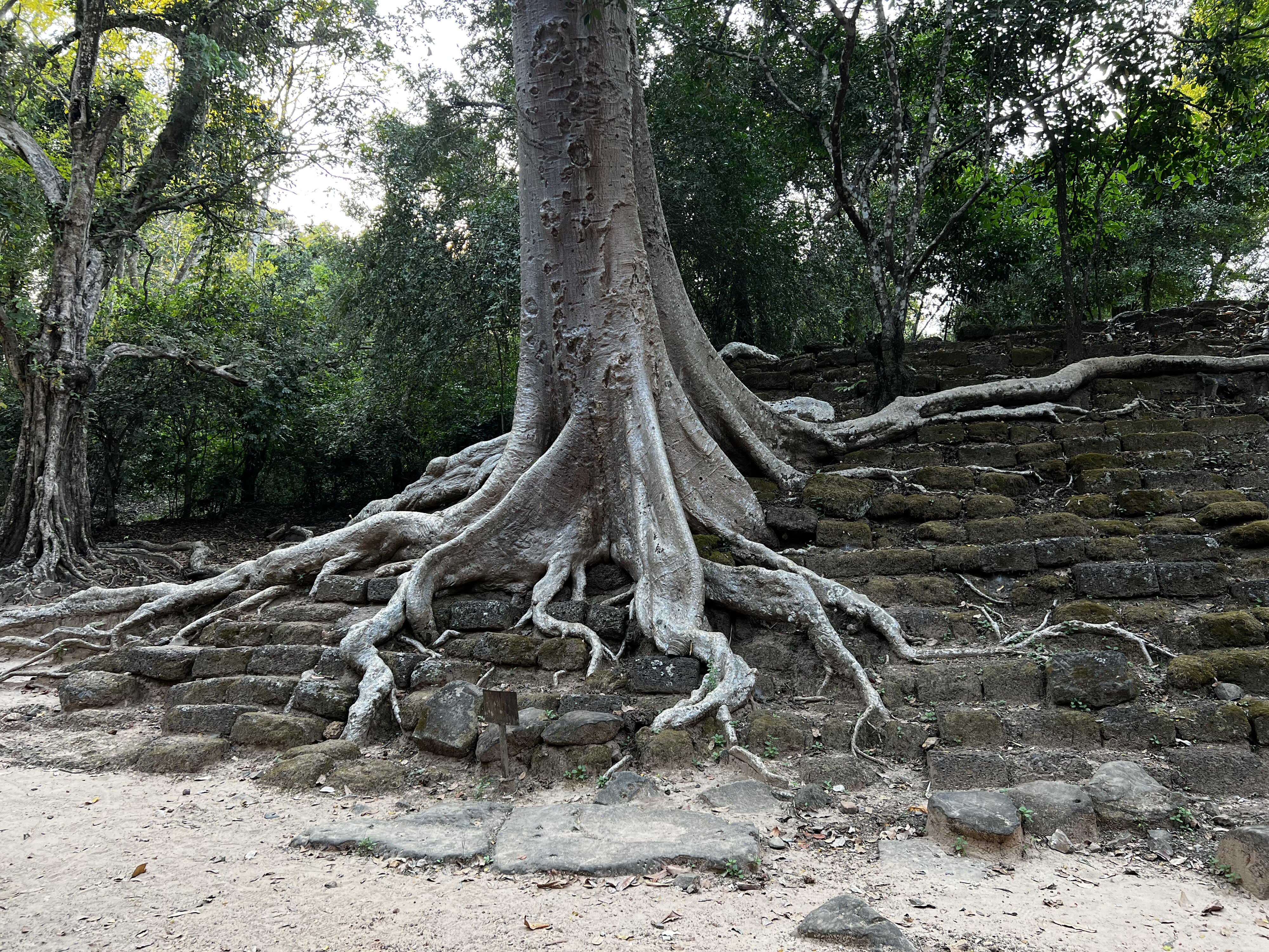 照片 柬埔寨(Cambodia) 暹粒(Siem Reap) 吴哥通王城(Angkor Thom) 2023-01 19
