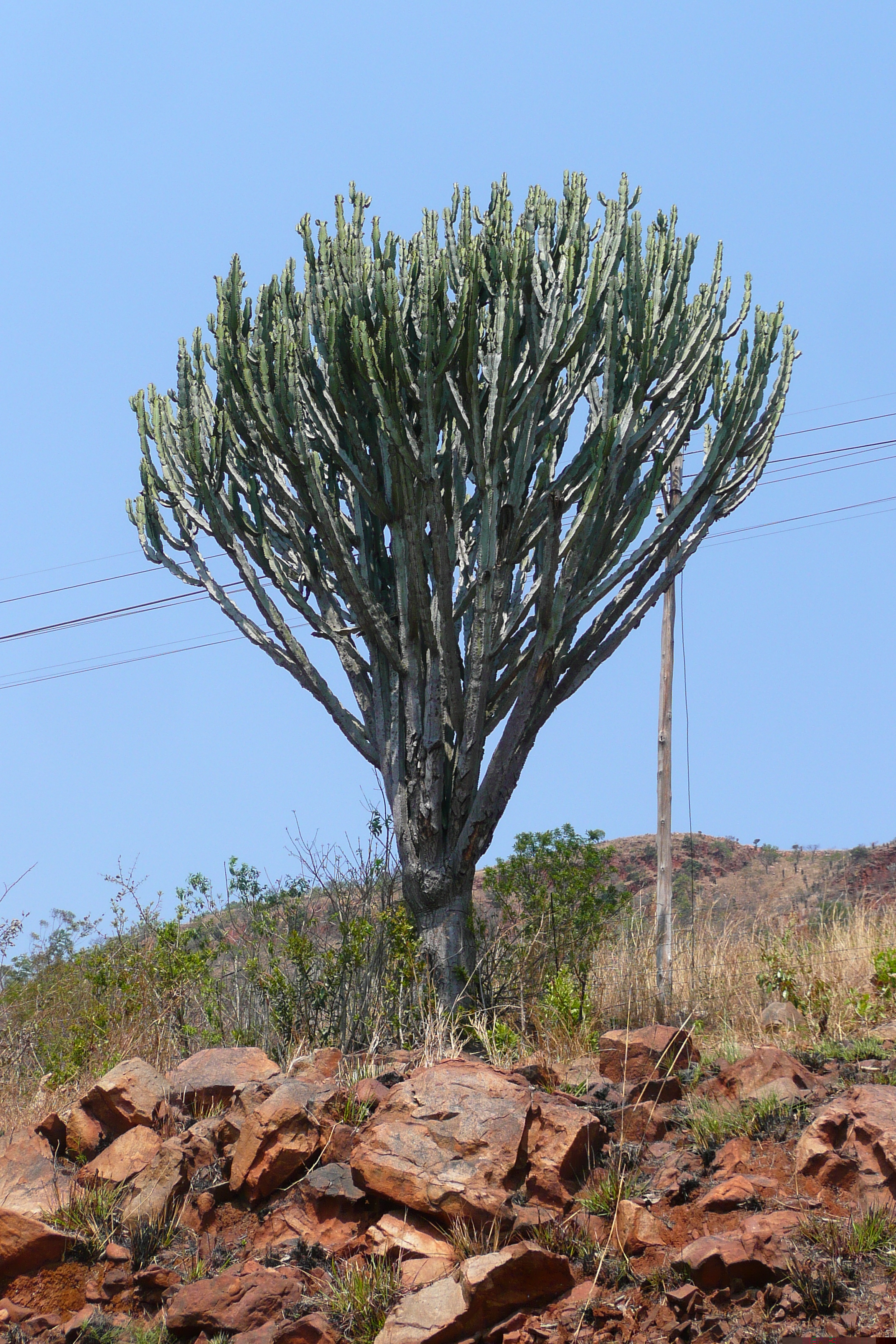照片 南非(South Africa) 内尔斯普雷特至约翰内斯堡公路(Nelspruit to Johannesburg road) 2008-09 158