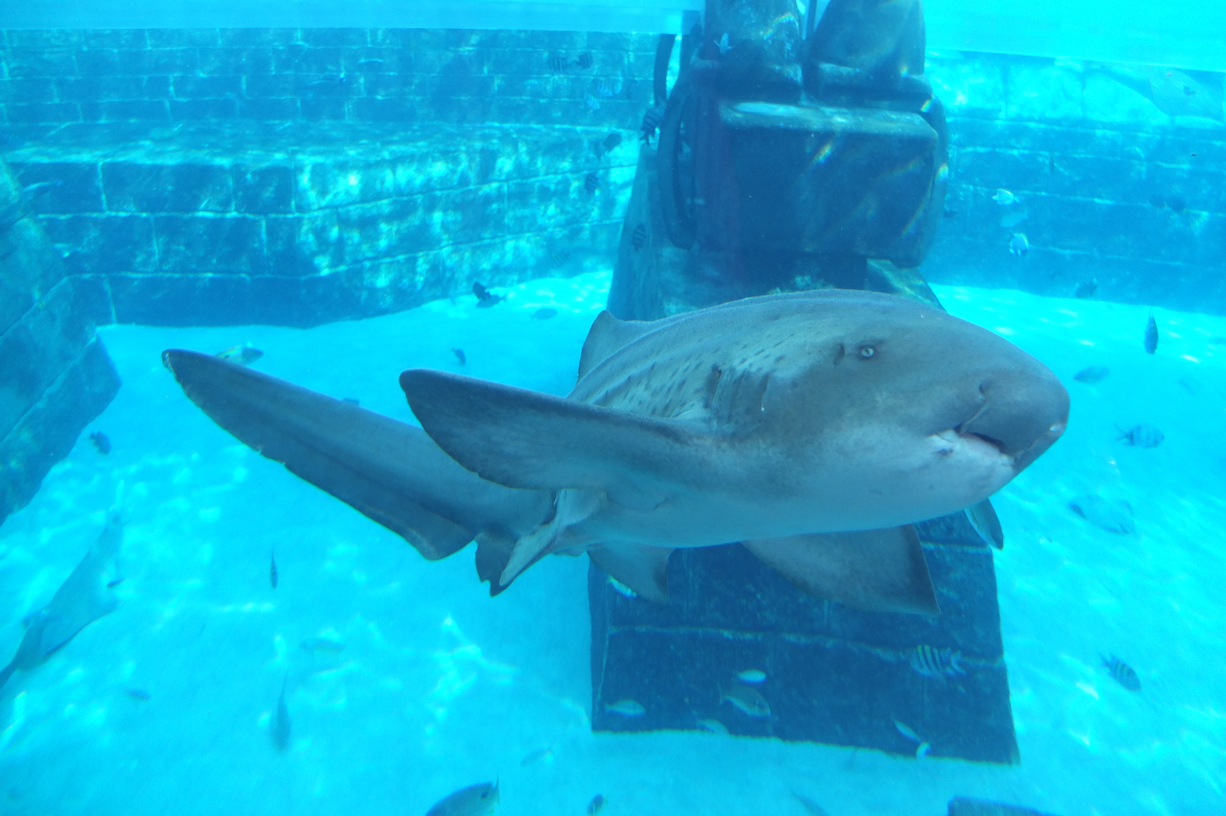 照片 阿联酋(United Arab Emirates) 迪拜(Dubai) 亚特兰蒂斯酒店(Atlantis Hotel) 2014-02 9
