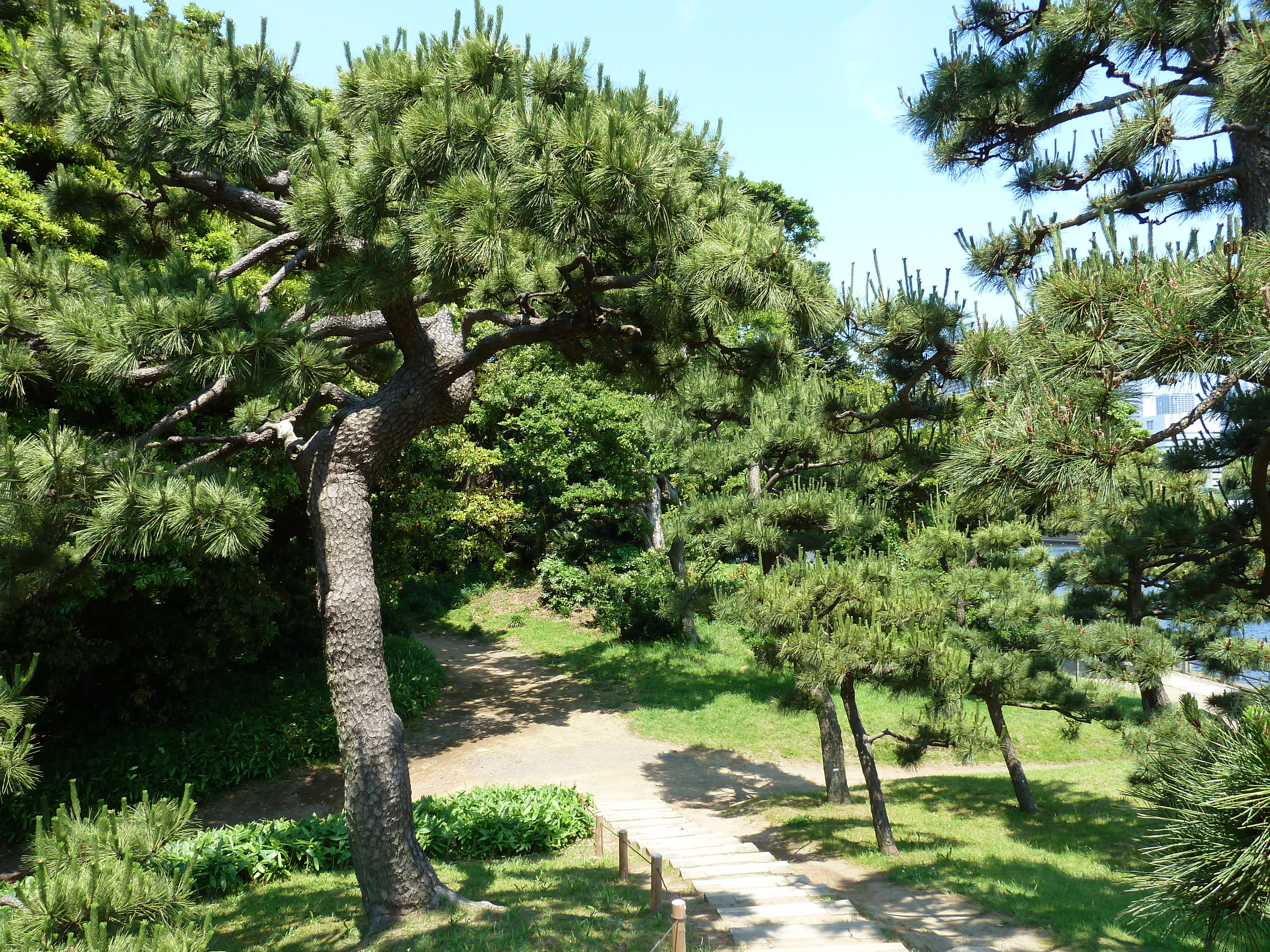 照片 日本(Japan) 东京(Tokyo) 滨离宫恩赐庭园(Hama rikyu Gardens) 2010-06 12