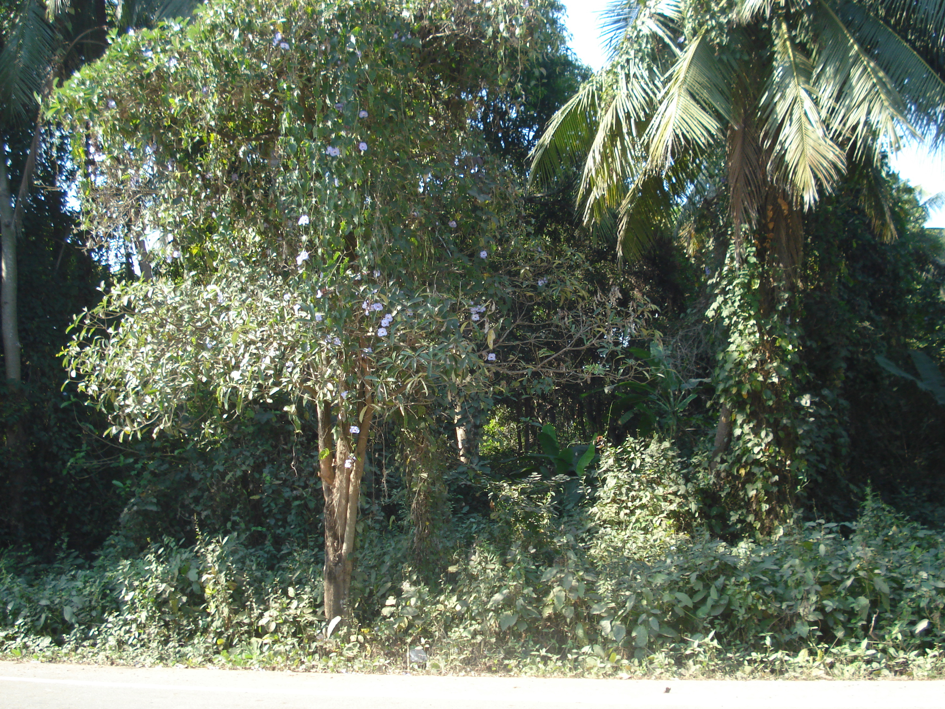 照片 泰国(Thailand) 彭世洛(Phitsanulok) 2008-01 52