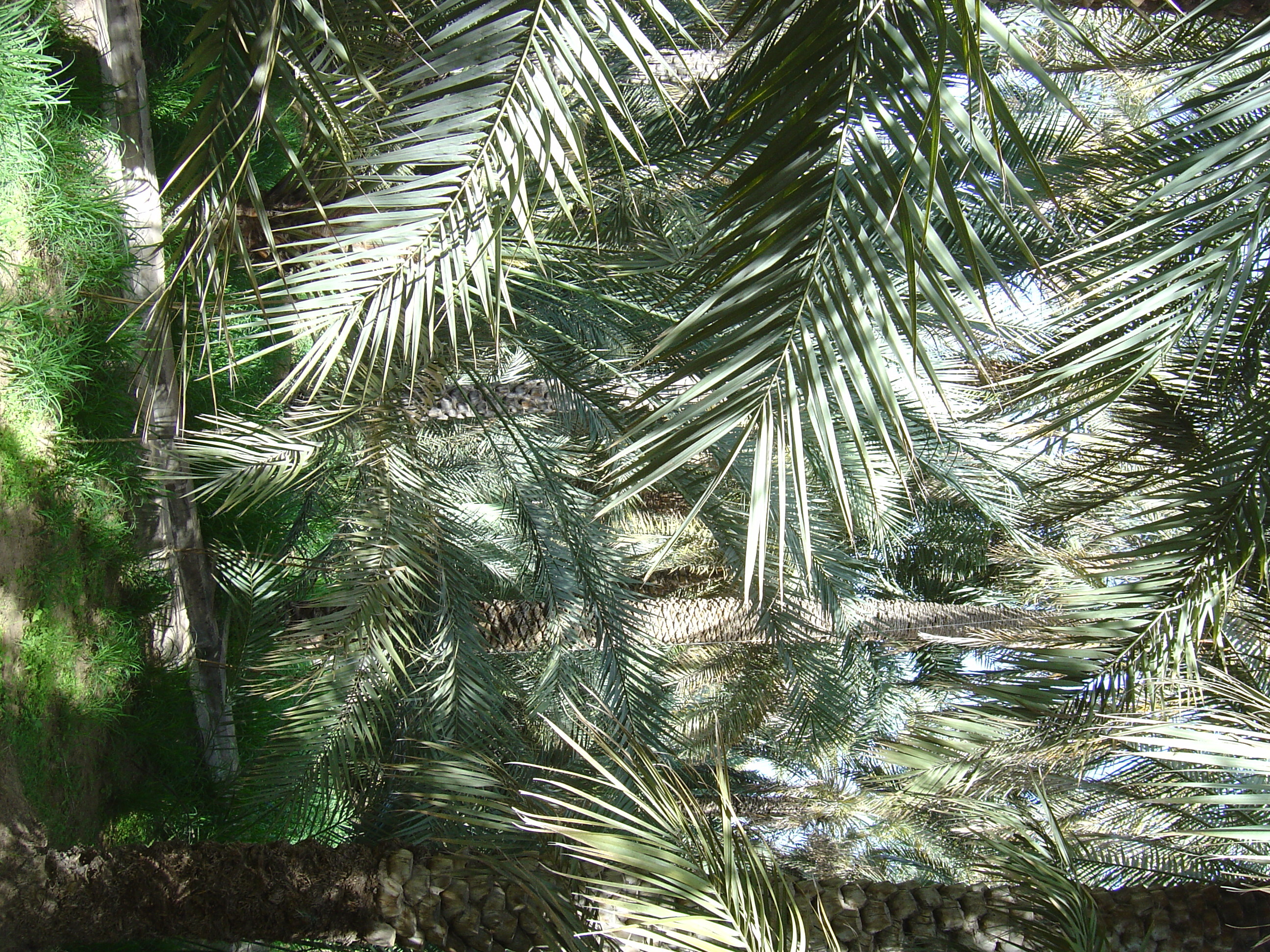 照片 阿联酋(United Arab Emirates) 艾因(Al Ain) 艾因绿洲(Al Ain Oasis) 2005-03 13