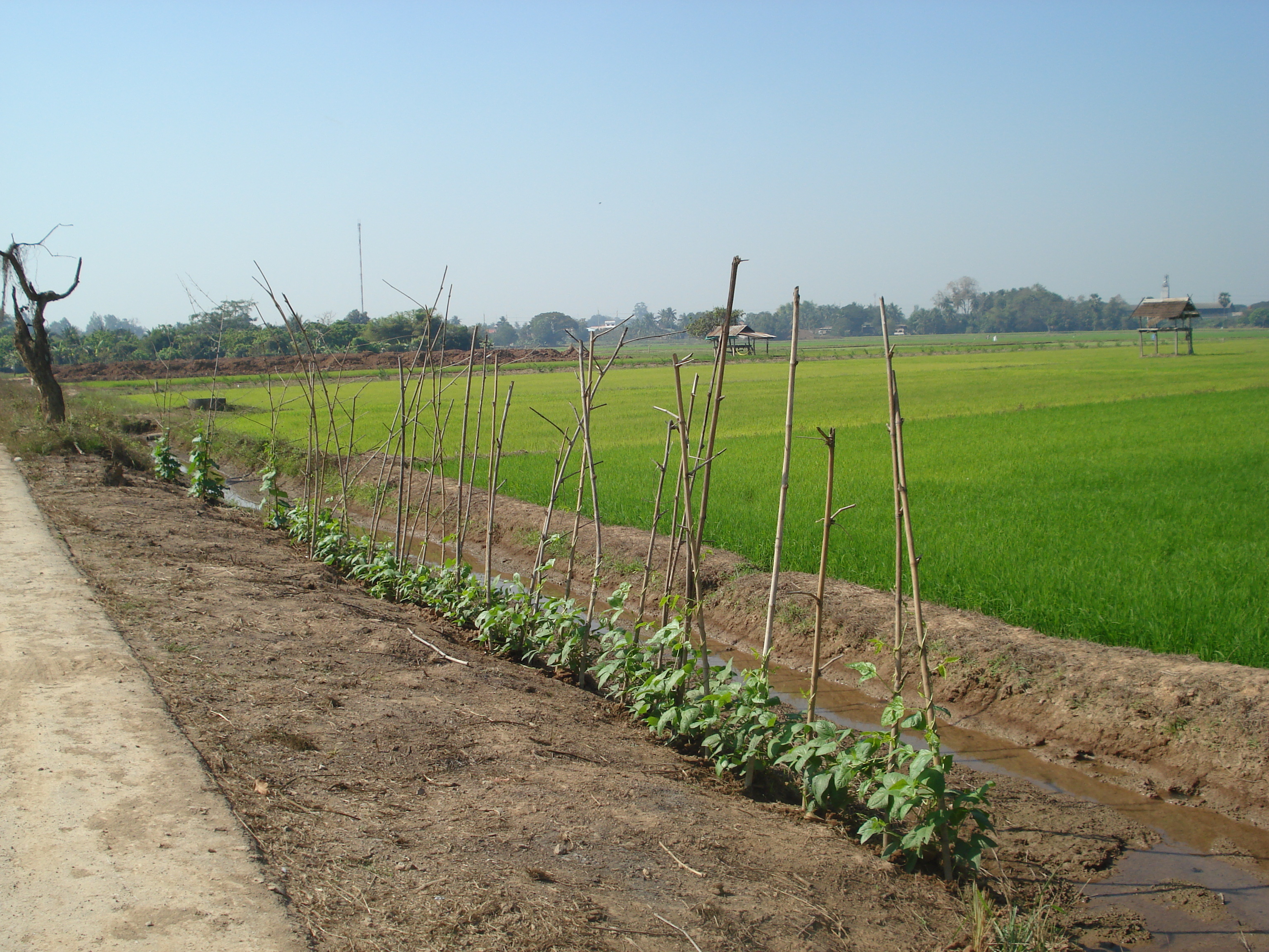 照片 泰国(Thailand) 彭世洛(Phitsanulok) 2008-01 9