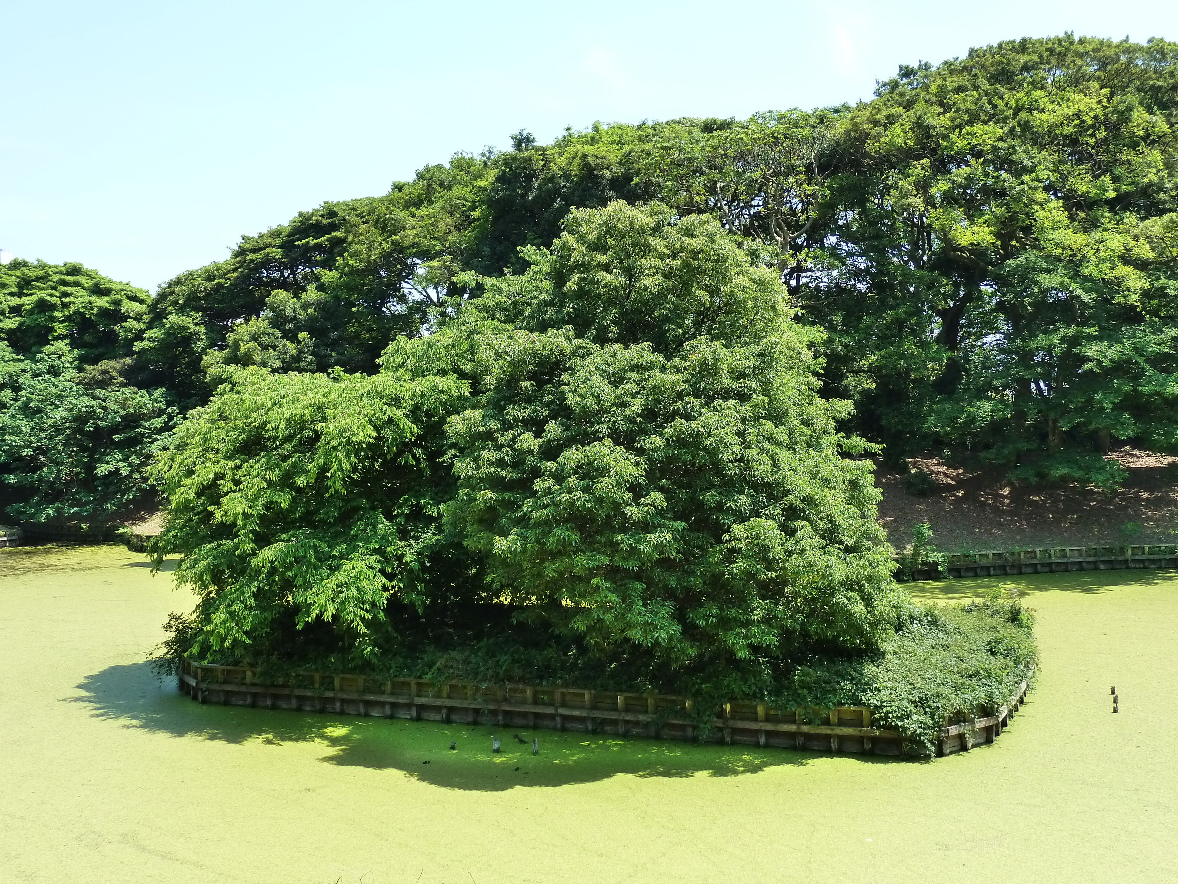照片 日本(Japan) 东京(Tokyo) 滨离宫恩赐庭园(Hama rikyu Gardens) 2010-06 67