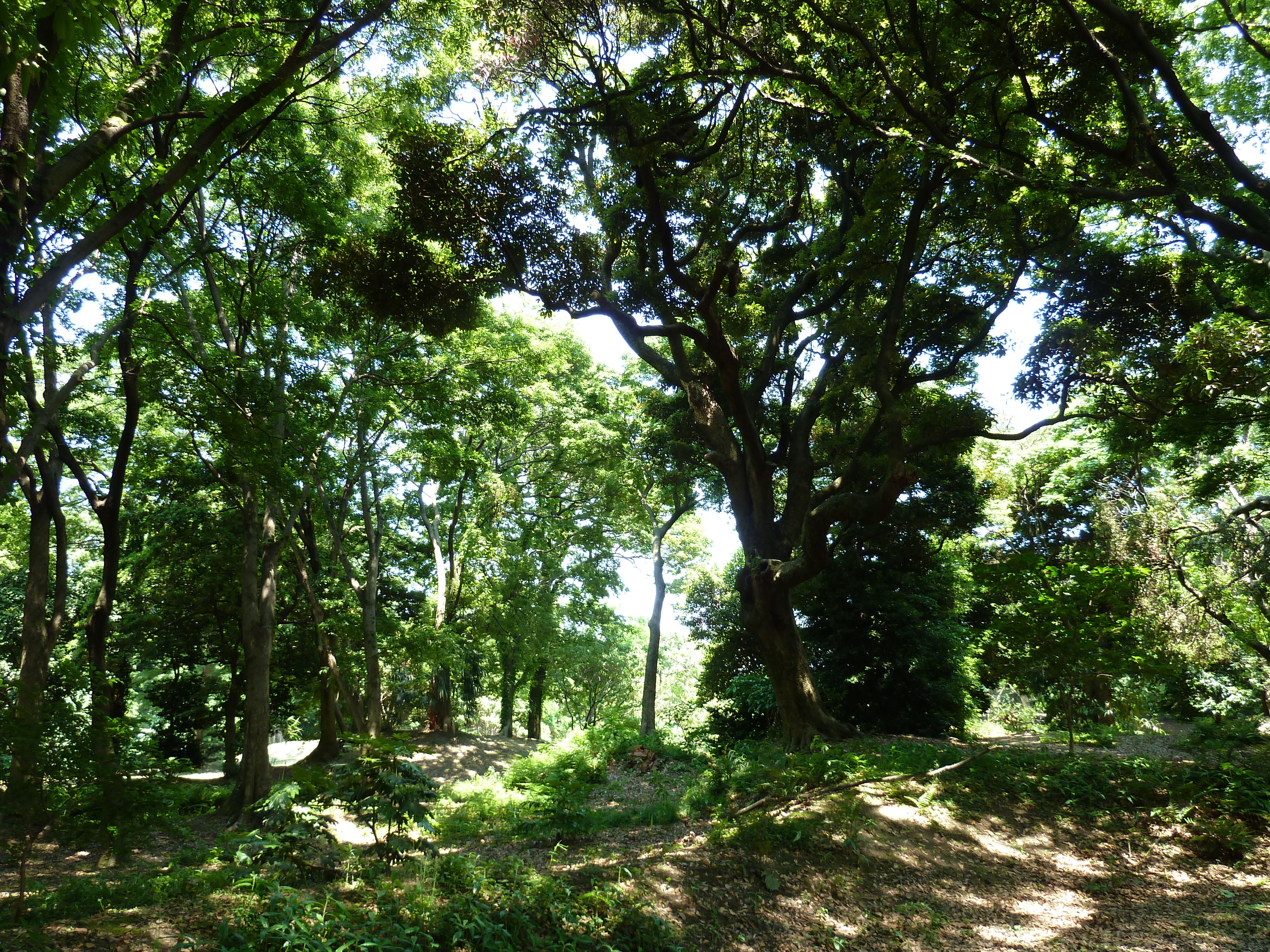 照片 日本(Japan) 东京(Tokyo) 滨离宫恩赐庭园(Hama rikyu Gardens) 2010-06 58