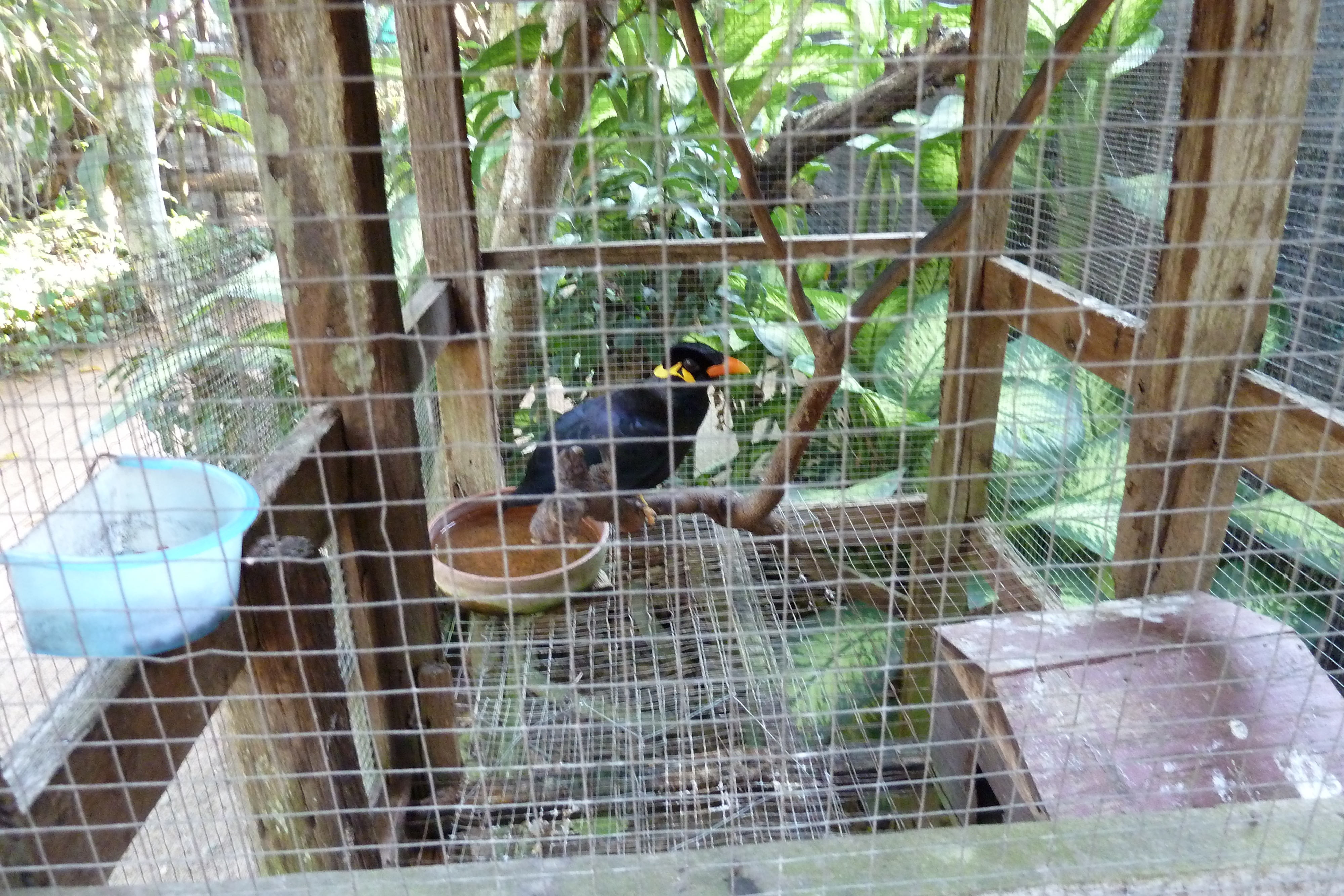照片 泰国(Thailand) 清迈(Chiang Mai) 湄沙蛇园(Mae Sa Snake Farm) 2010-12 86