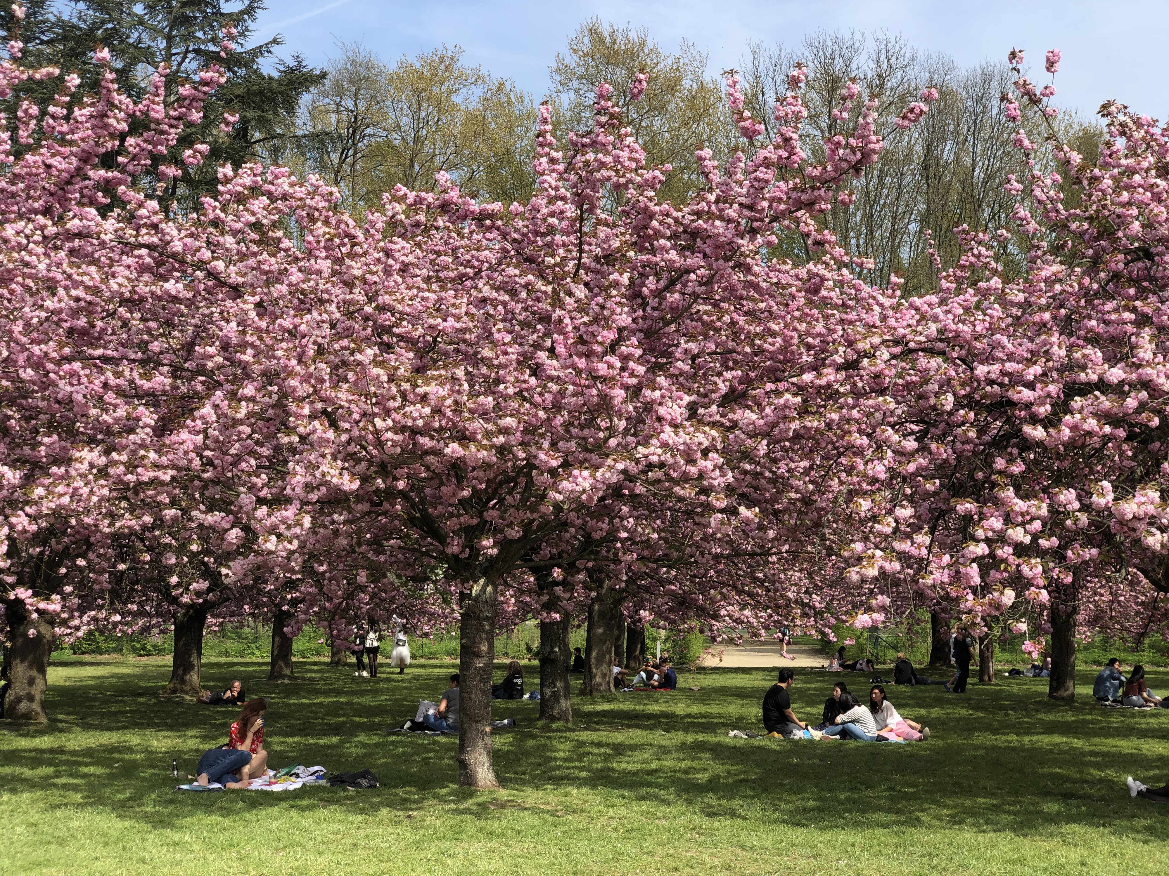 照片 法国(France) 索镇公园(Parc de Sceaux) 2019-04 64