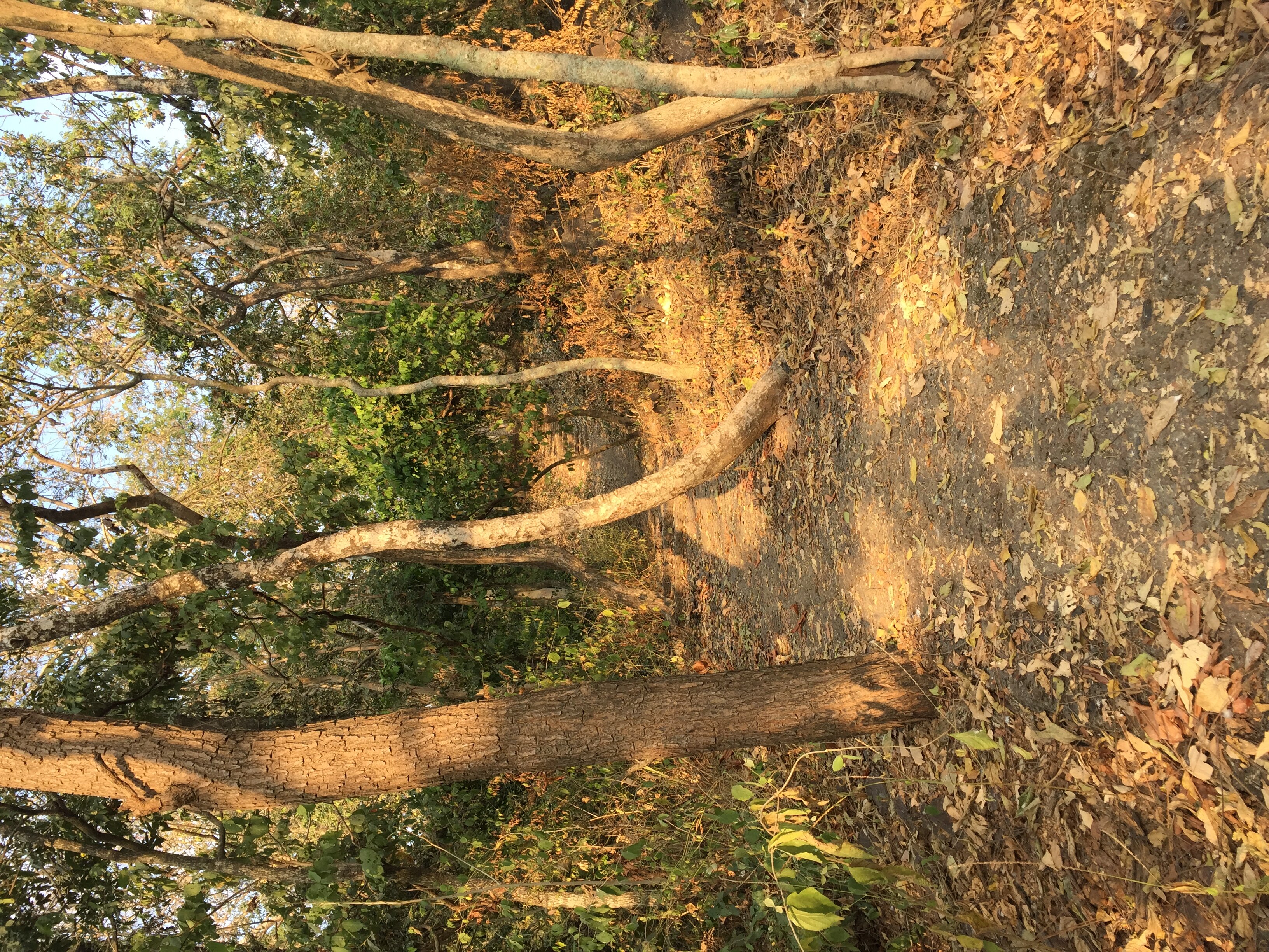 照片 泰国(Thailand) 西沙差那莱历史公园(Si satchanalai historical park) 2014-12 167