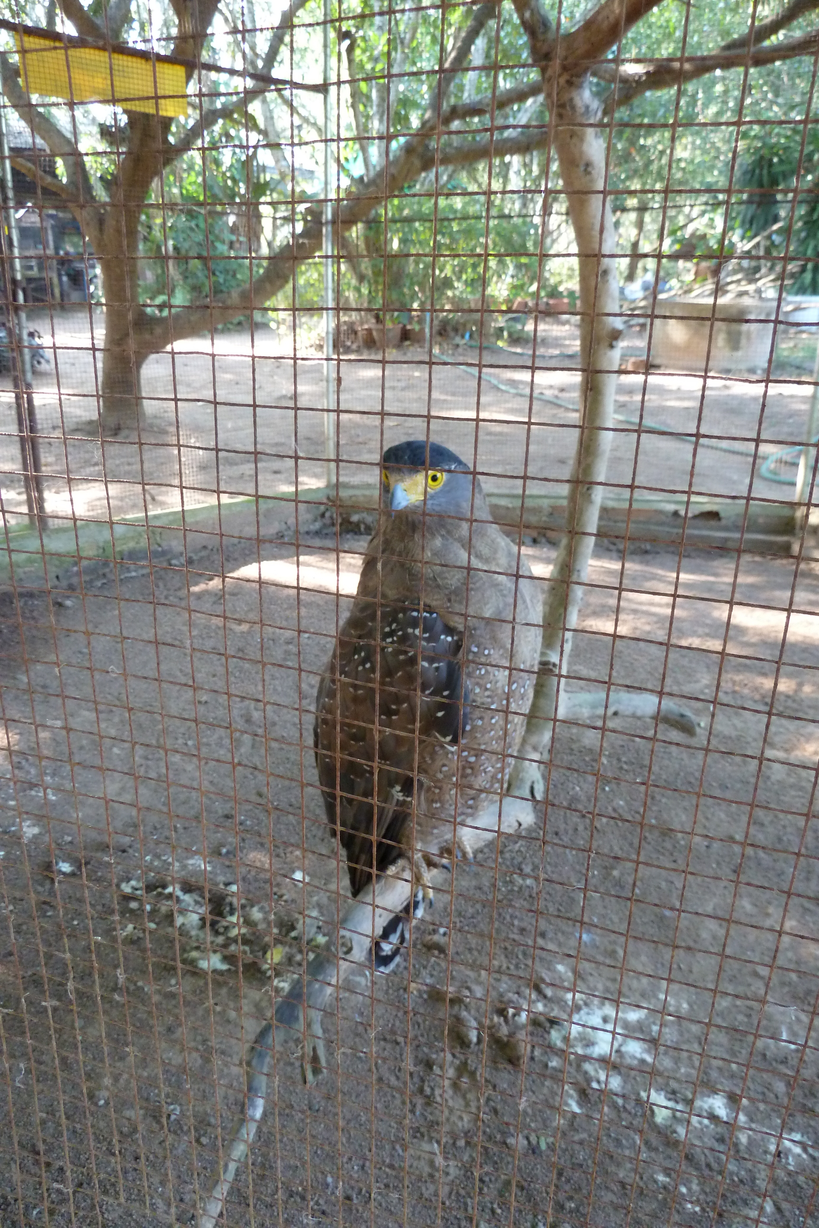 照片 泰国(Thailand) 清迈(Chiang Mai) 湄沙蛇园(Mae Sa Snake Farm) 2010-12 67