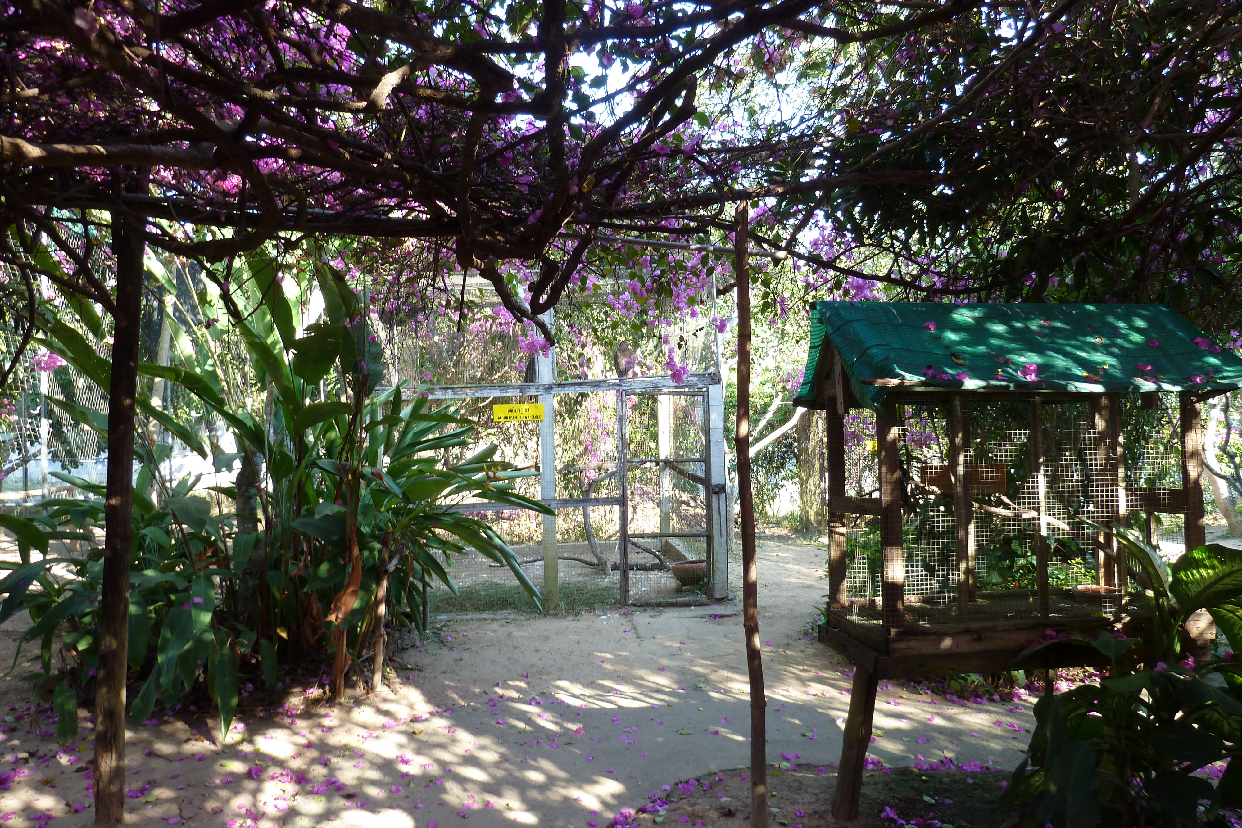 照片 泰国(Thailand) 清迈(Chiang Mai) 湄沙蛇园(Mae Sa Snake Farm) 2010-12 55