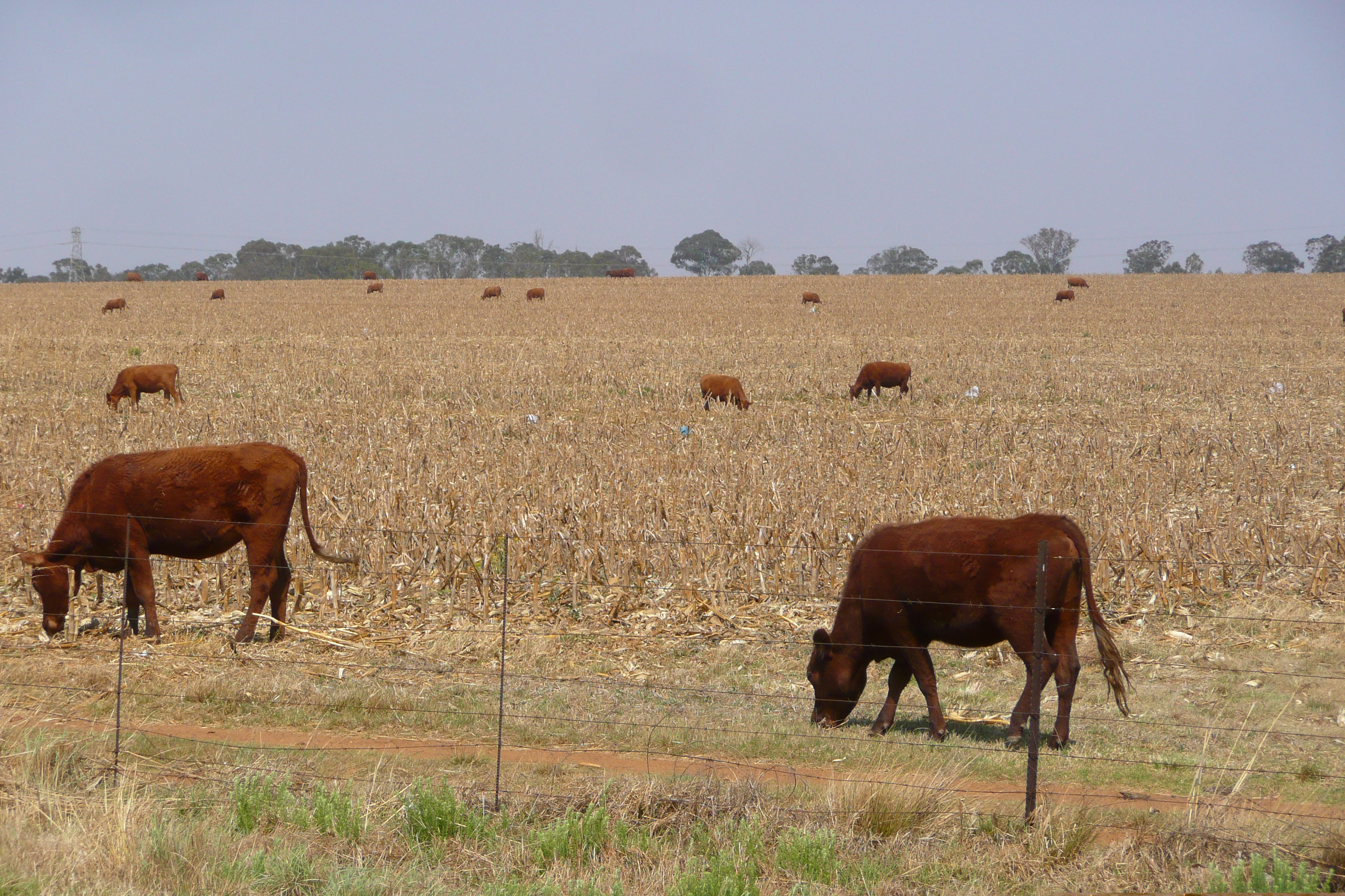 照片 南非(South Africa) 内尔斯普雷特至约翰内斯堡公路(Nelspruit to Johannesburg road) 2008-09 61