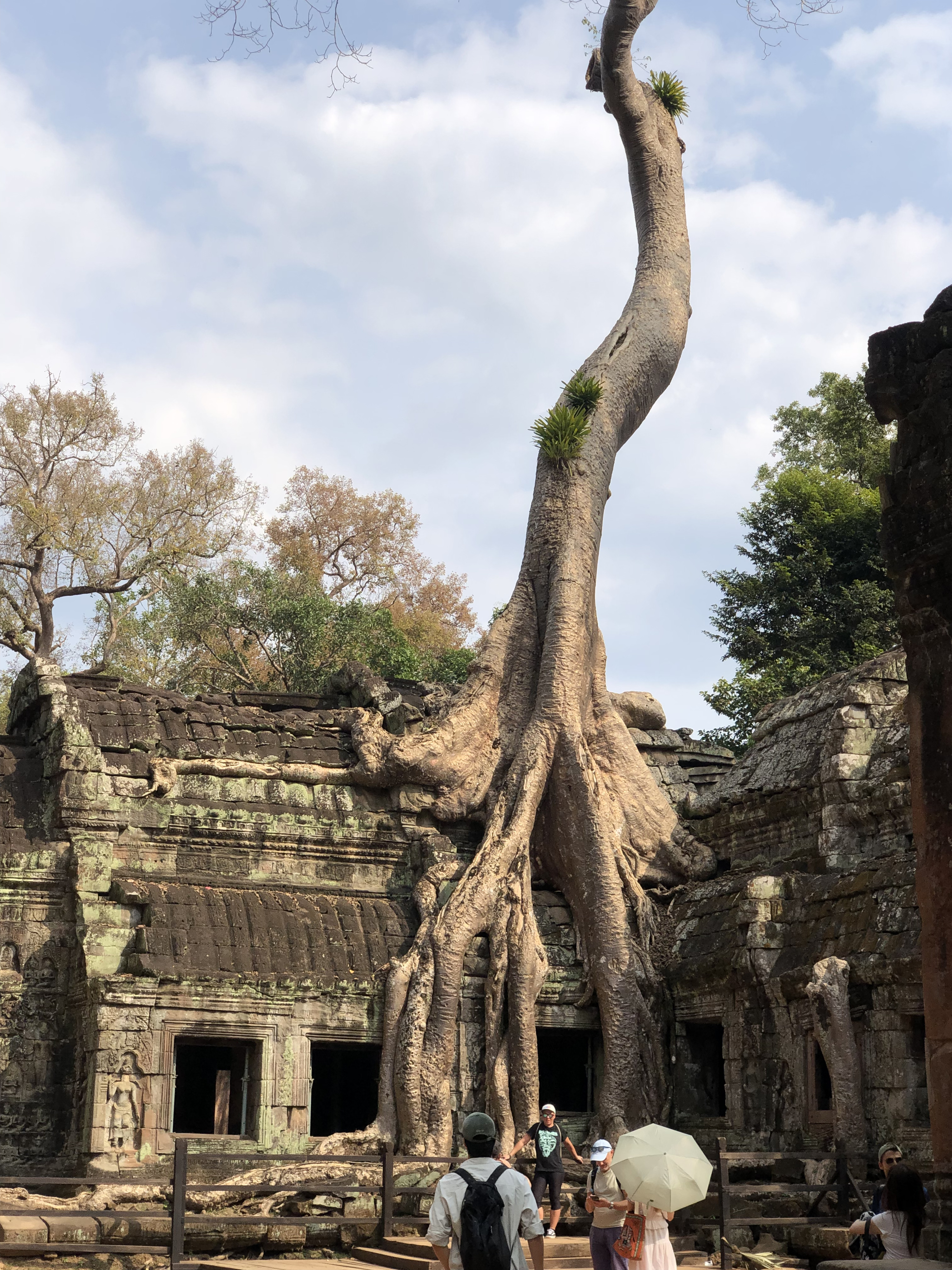 照片 柬埔寨(Cambodia) 暹粒(Siem Reap) 塔布茏寺(Ta Prohm) 2023-01 111
