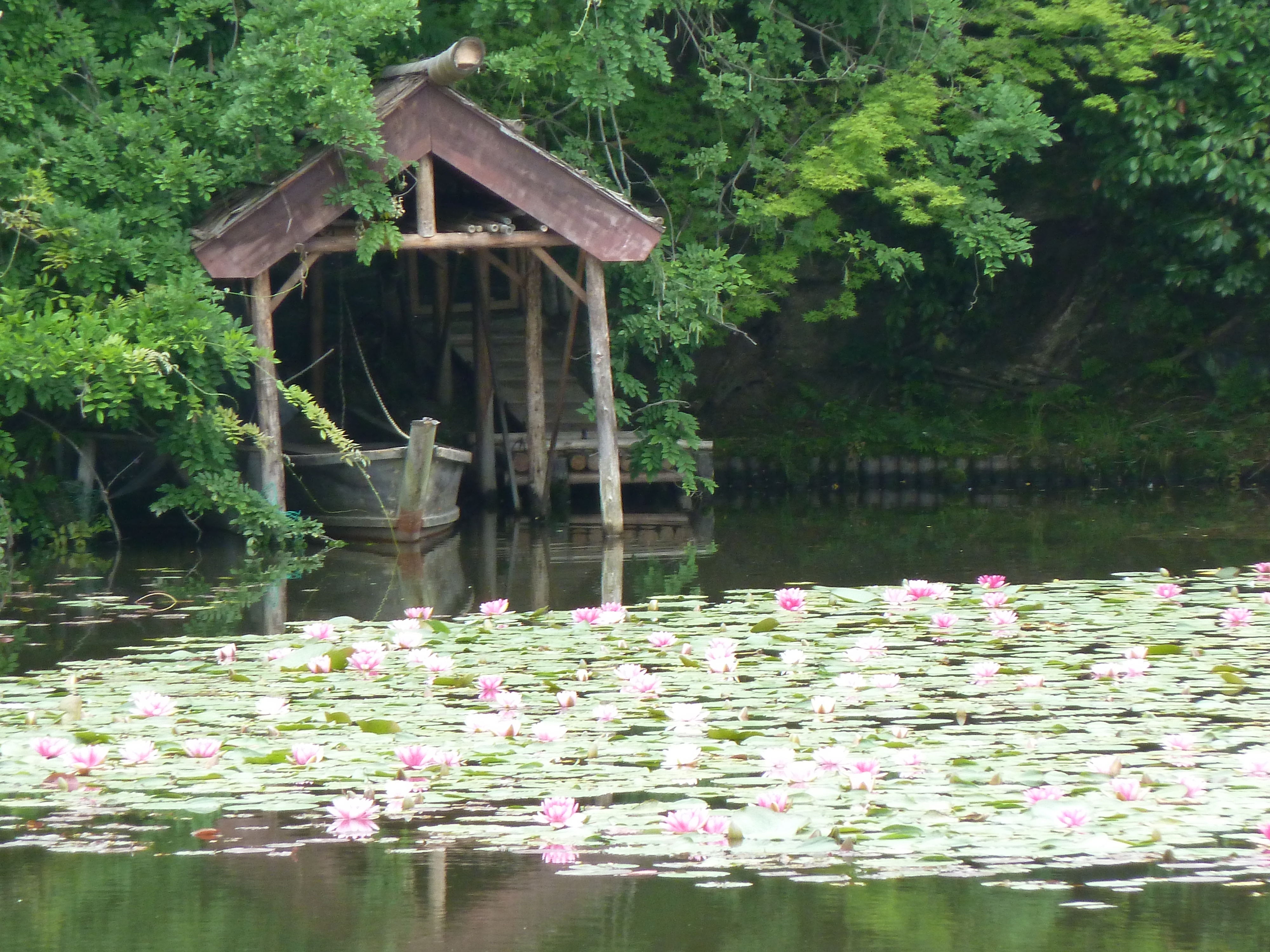 照片 日本(Japan) 京都(Kyoto) 龙安寺(Ryoanji Temple) 2010-06 75