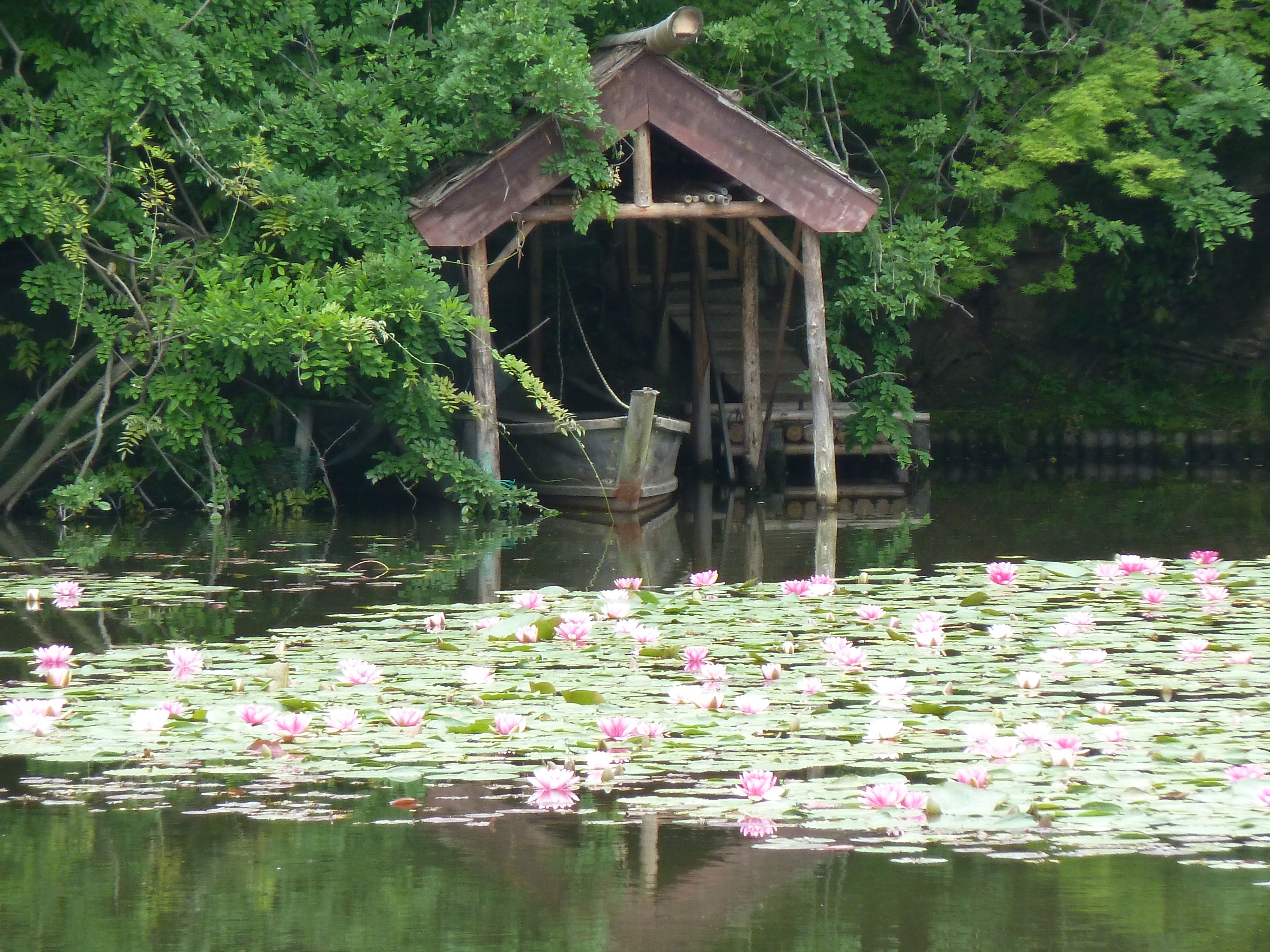 照片 日本(Japan) 京都(Kyoto) 龙安寺(Ryoanji Temple) 2010-06 59