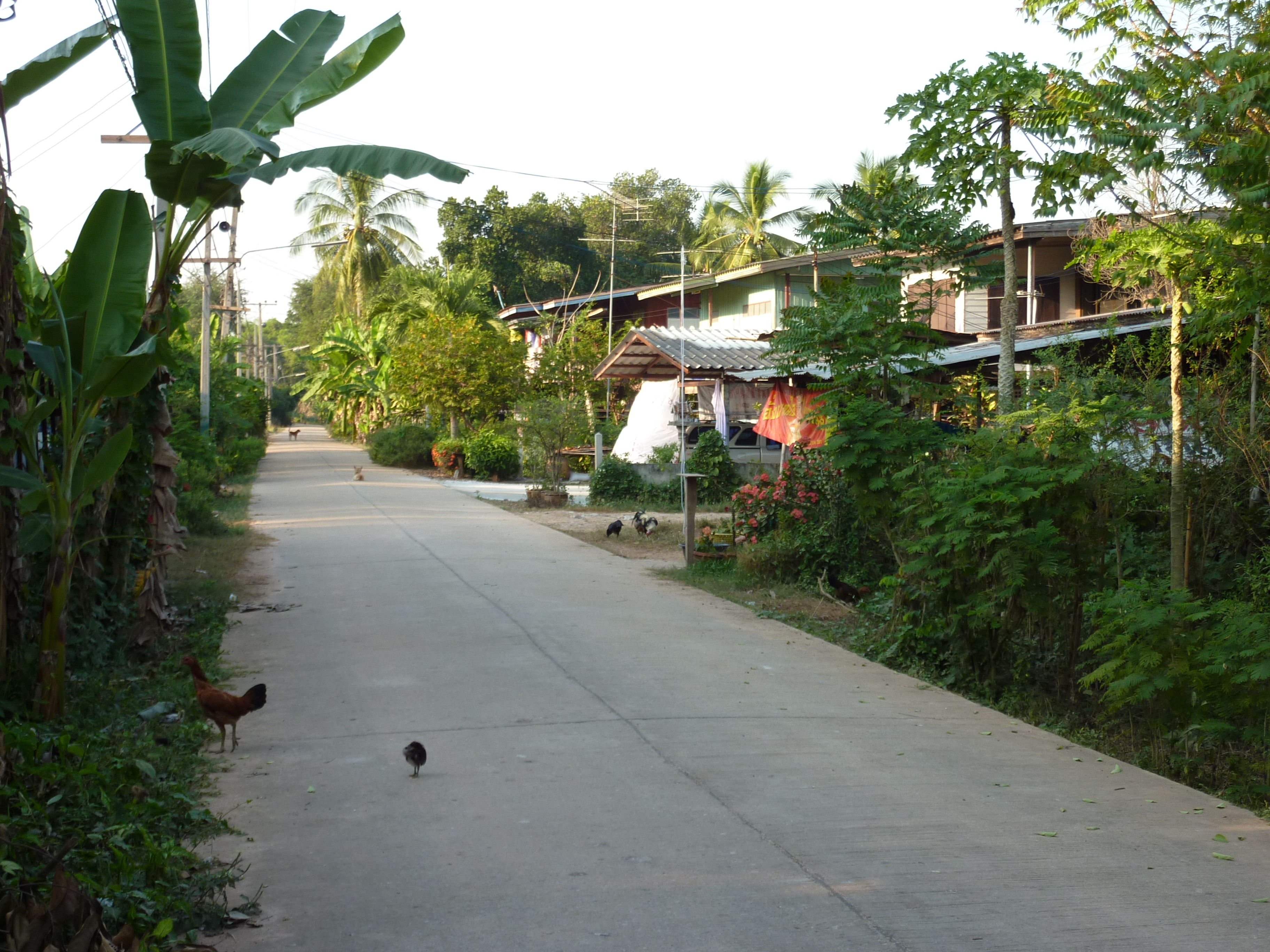 照片 泰国(Thailand) 彭世洛(Phitsanulok) 宗通(Chom Thong) 2009-12 55