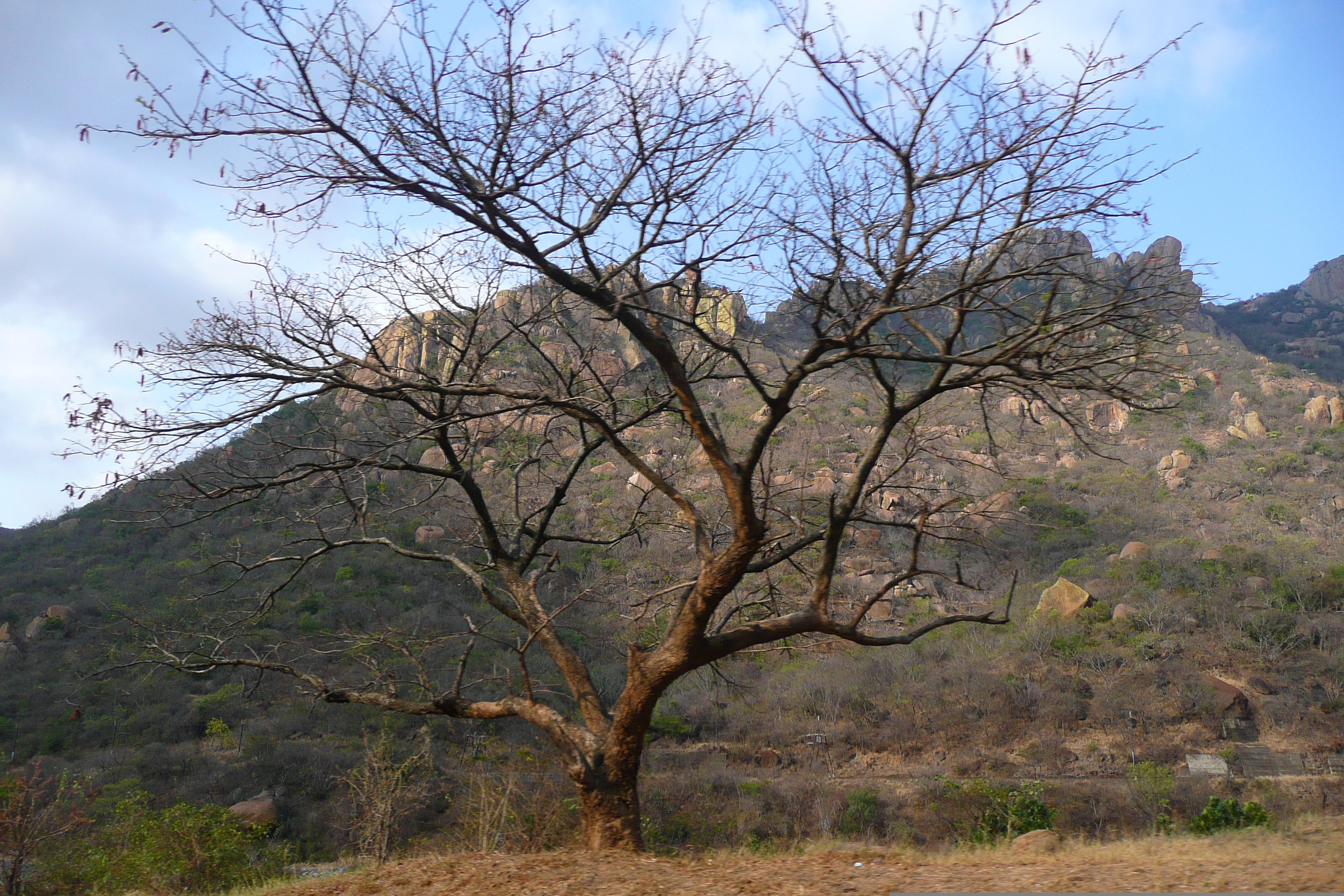 照片 南非(South Africa) 内尔斯普雷特至马莱拉内公路(Nelspruit to Malelane road) 2008-09 2