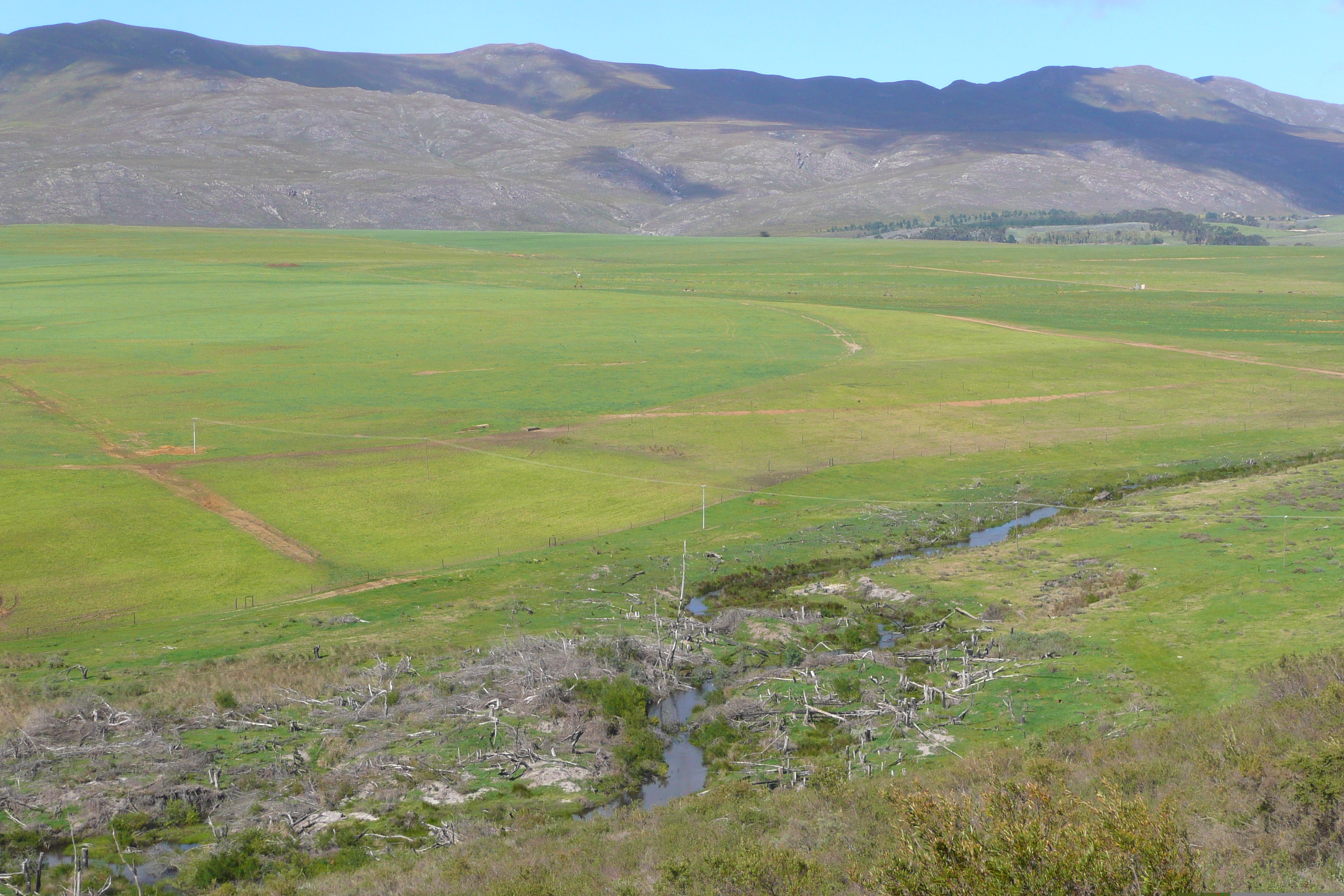 照片 南非(South Africa) 赫曼努斯至克尼斯纳公路(Harmanus to Knysna road) 2008-09 145