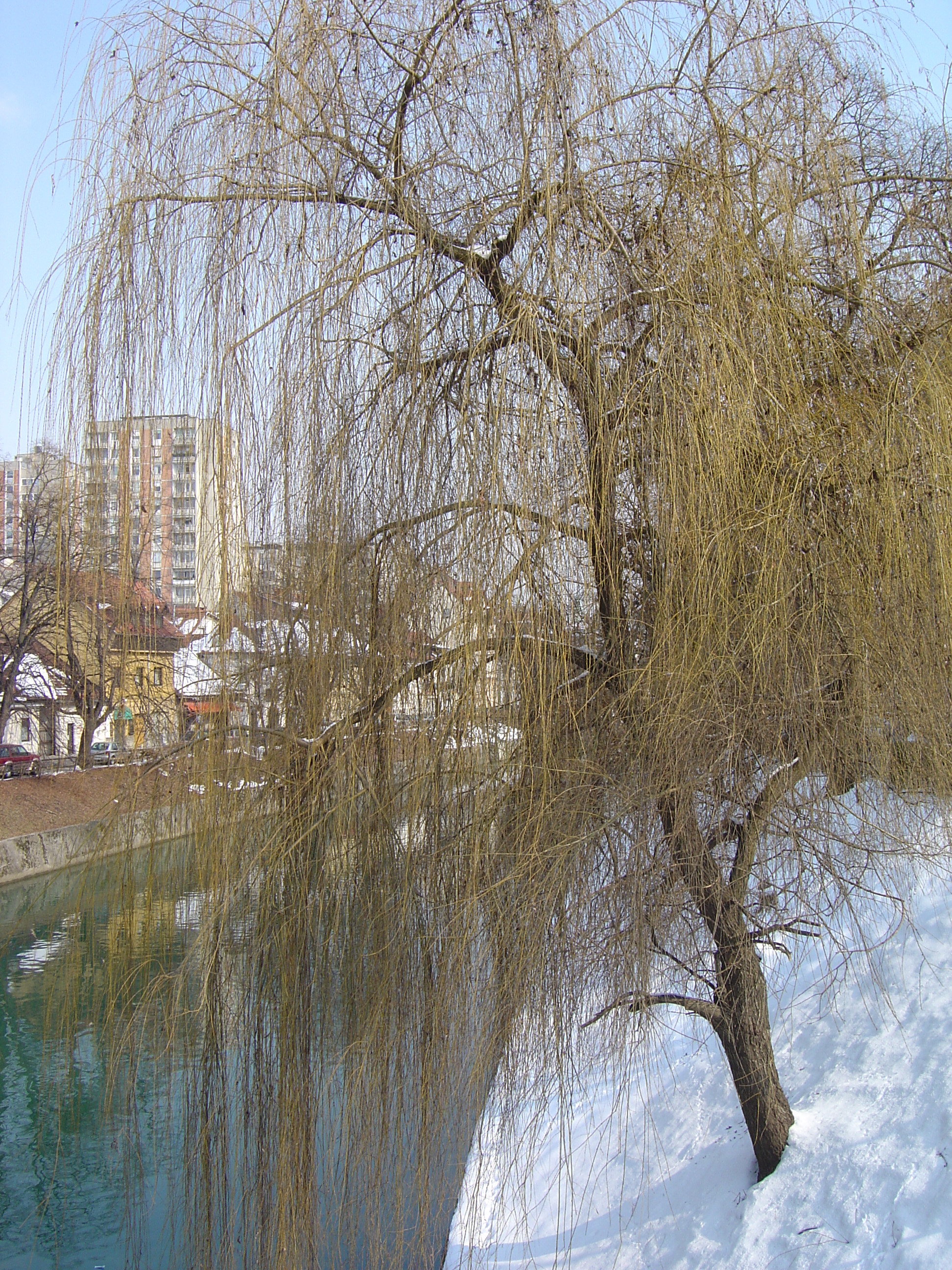 照片 斯洛文尼亚(Slovenia) 卢布尔雅那(Ljubljana) 2005-03 26