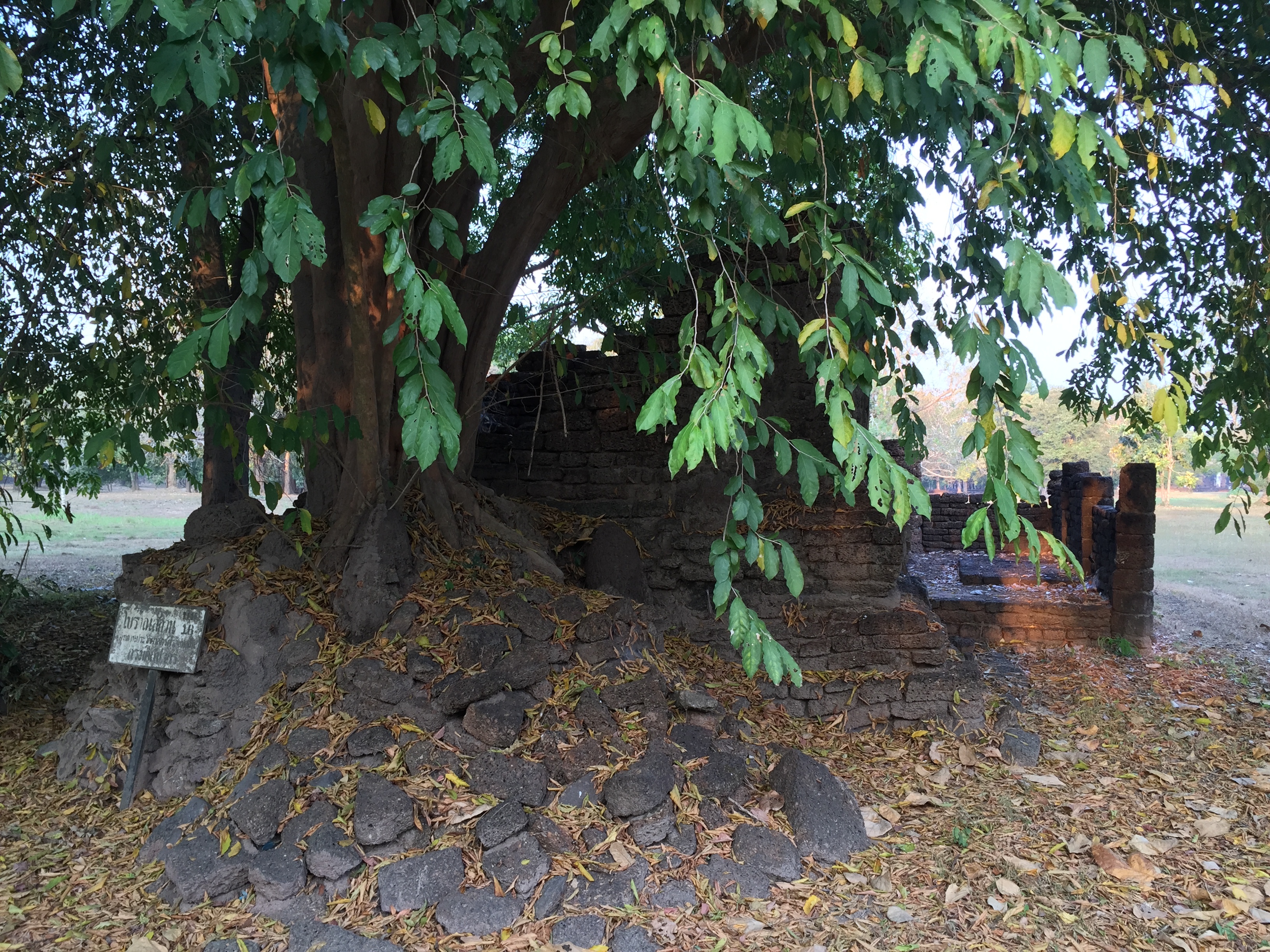 照片 泰国(Thailand) 西沙差那莱历史公园(Si satchanalai historical park) 2014-12 121