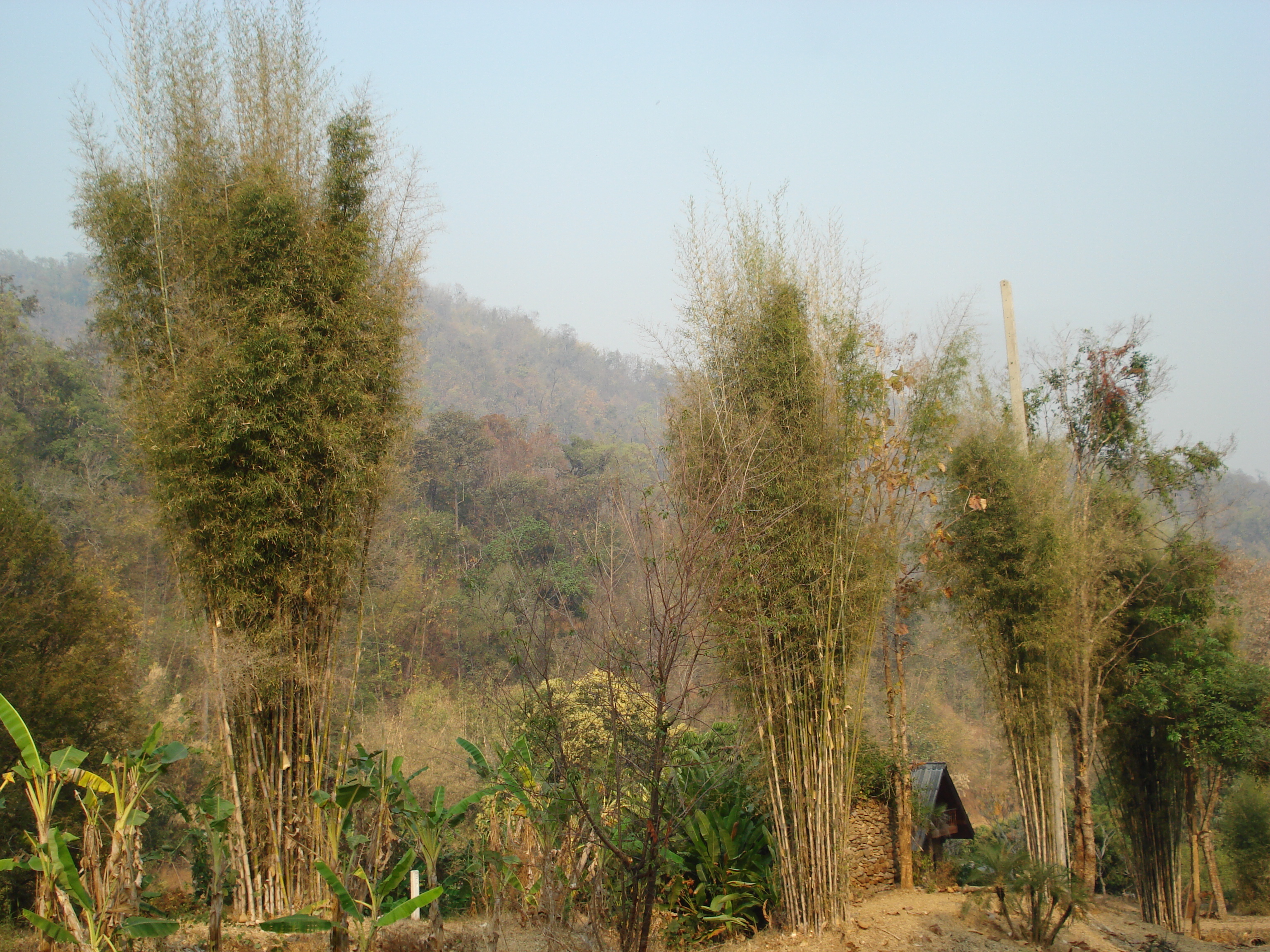 照片 泰国(Thailand) 清迈至拜县公路(Chiang Mai to Pai road) 2007-02 13
