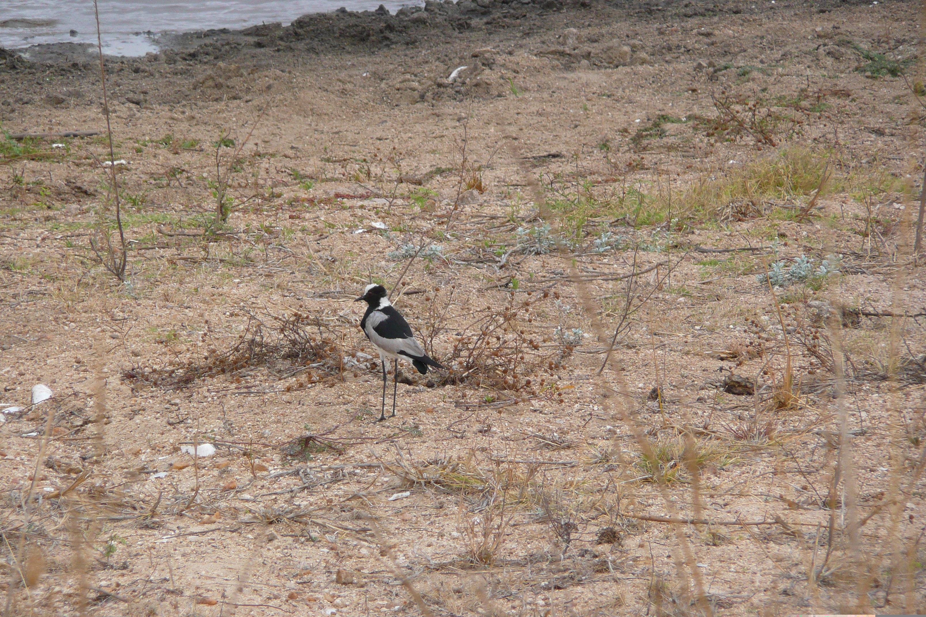 照片 南非(South Africa) 克鲁格国家公园(Kruger National Park) 2008-09 34
