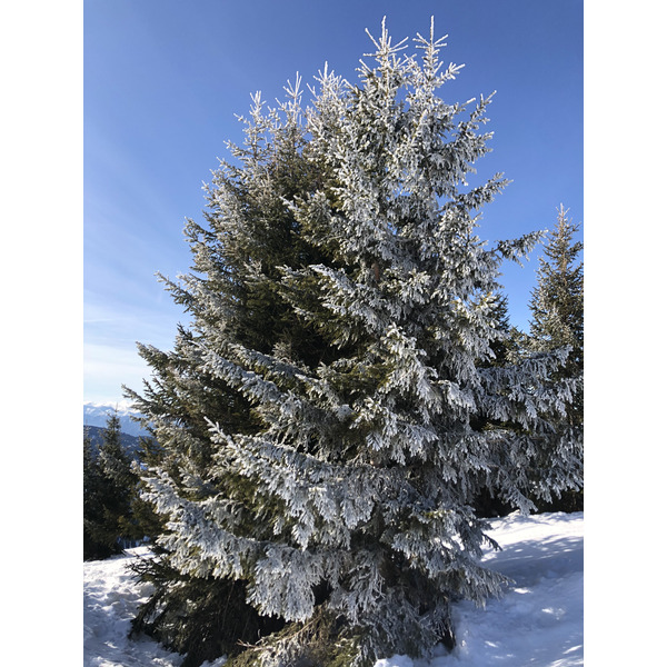 照片 法国(France) 阿尔利河畔普拉(Praz sur Arly) 2019-12 49