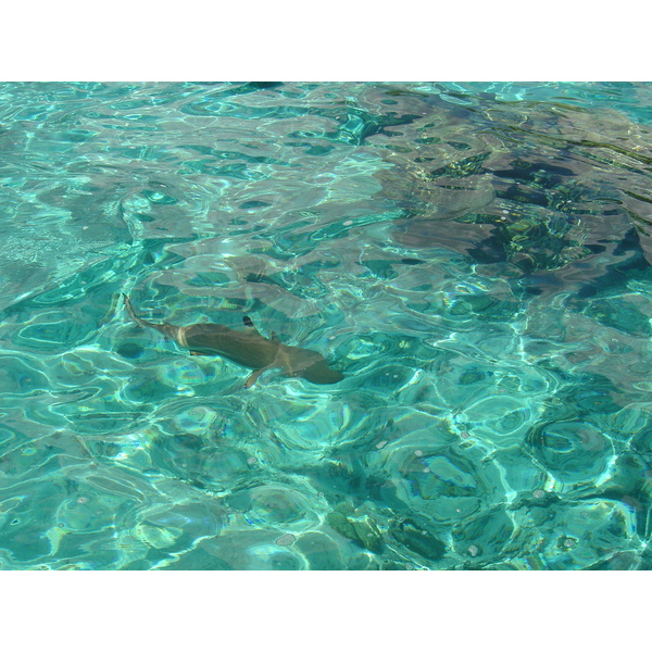 照片 波利尼西亚(Polynesia) 莫雷阿岛(Moorea) 2006-04 95