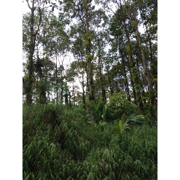 照片 哥斯达黎加(Costa Rica) 利蒙至锡基雷斯(Limon to Siquirres) 2015-03 22