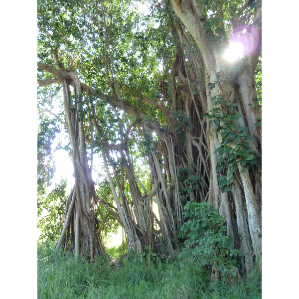 照片 新喀里多尼亚(New Caledonia) 卡纳拉至拉福阿公路(Canala to La Foa road) 2010-05 63