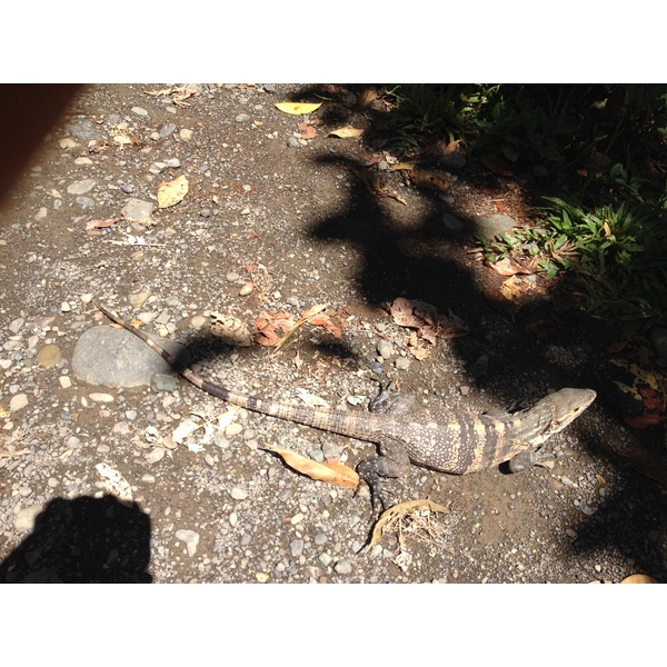 照片 哥斯达黎加(Costa Rica) 曼努埃尔安东尼奥(Manuel Antonio) 2015-03 267