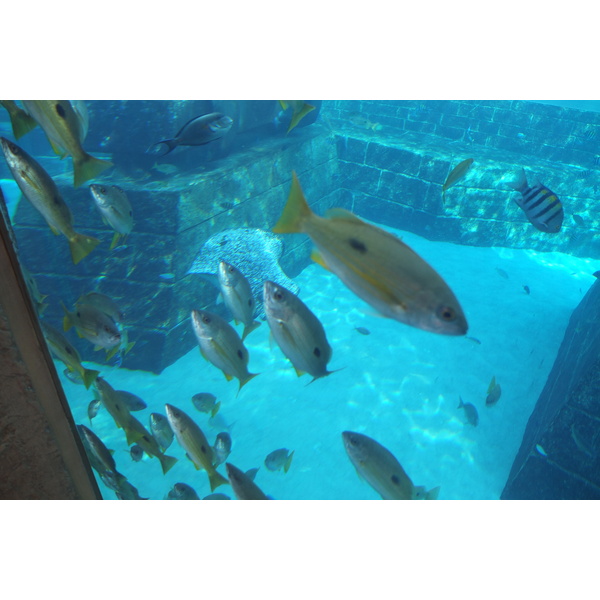 照片 阿联酋(United Arab Emirates) 迪拜(Dubai) 亚特兰蒂斯酒店(Atlantis Hotel) 2014-02 227