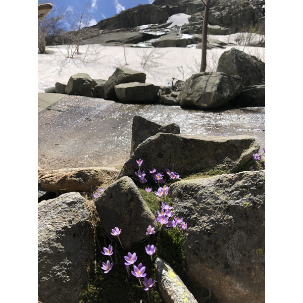 照片 法国(France) 科西嘉岛(Corsica) 梅洛湖和卡皮泰洛湖(Lac de Melo et Capitello) 2021-06 8