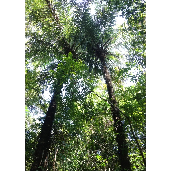 照片 哥斯达黎加(Costa Rica) 曼努埃尔安东尼奥(Manuel Antonio) 2015-03 22