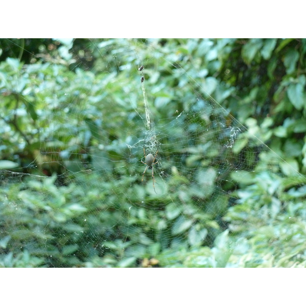 照片 新喀里多尼亚(New Caledonia) 蒂奥至卡纳拉公路(Thio to Canala road) 2010-05 72