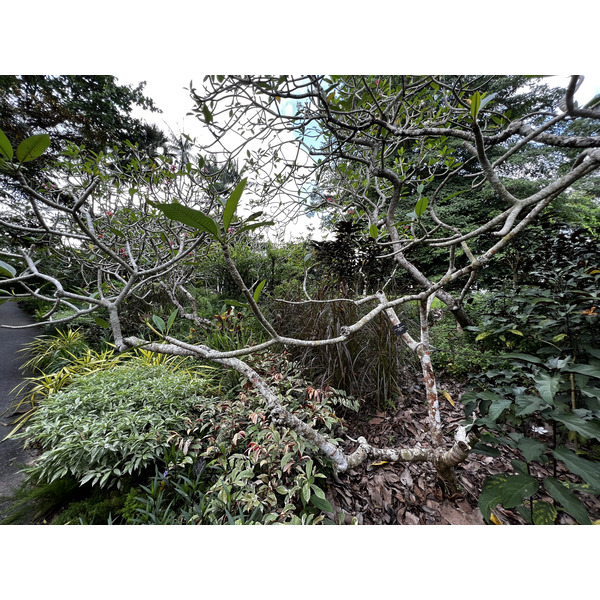 照片 新加坡(Singapore) 新加坡植物园(Singapore Botanic Gardens) 2023-01 58