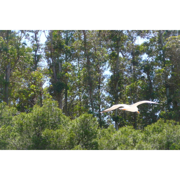 照片 法国(France) 波克罗勒岛(Porquerolles Island) 库尔塔德海滩(Courtade beach) 2008-05 62