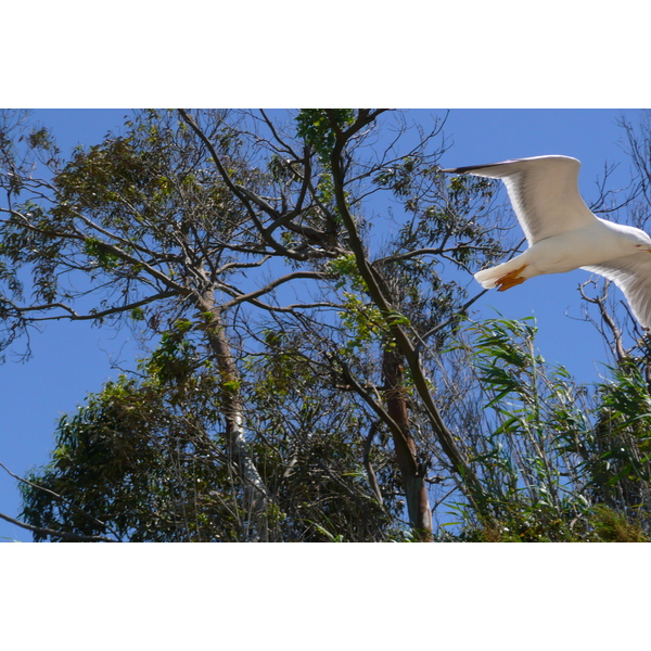 照片 法国(France) 波克罗勒岛(Porquerolles Island) 库尔塔德海滩(Courtade beach) 2008-05 61