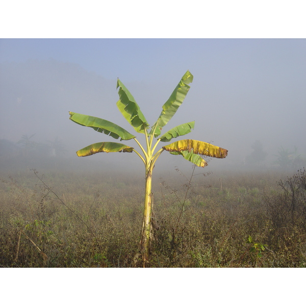 照片 泰国(Thailand) 邦玛帕(Pang Mapha) 2005-12 165