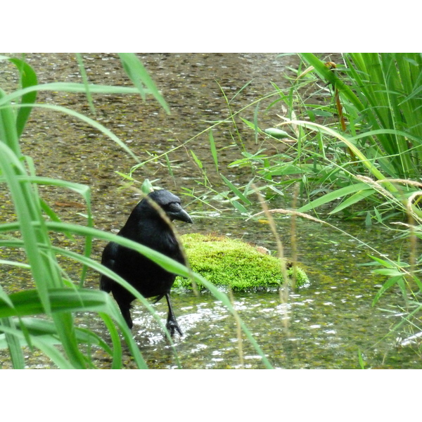 照片 日本(Japan) 京都(Kyoto) 涉成园(Shosei en Garden) 2010-06 8