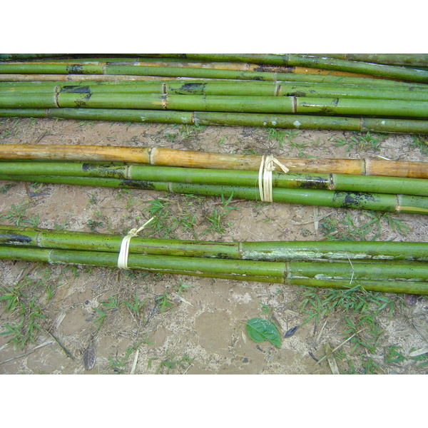 照片 泰国(Thailand) 邦玛帕(Pang Mapha) 2005-12 78