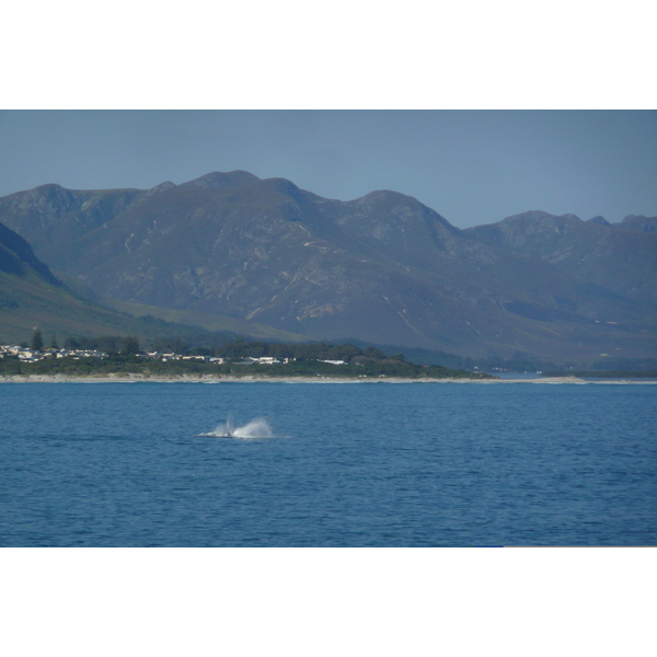 照片 南非(South Africa) 赫曼努斯(Harmanus) 2008-09 136