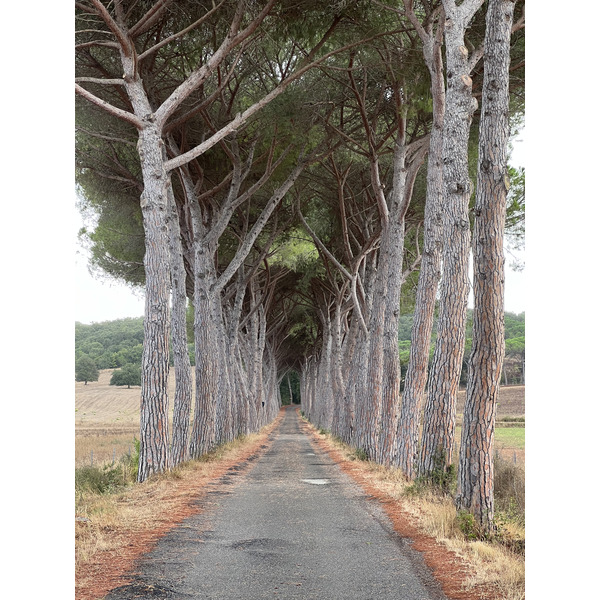照片 意大利(Italy) 托斯卡纳(Tuscany) 2021-09 14