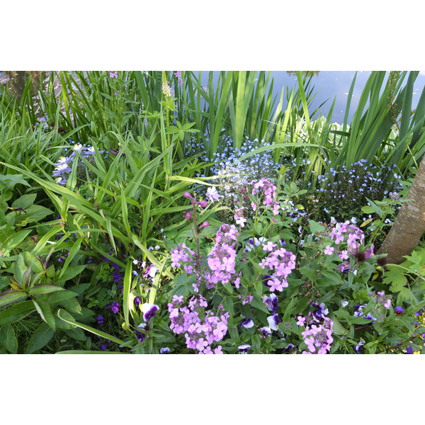照片 法国(France) 吉维尼(Giverny) 2013-06 66
