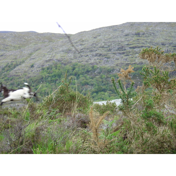 照片 爱尔兰(Ireland) 凯里郡(Kerry) 基拉尼国家公园(Killarney National Park) 2004-05 36