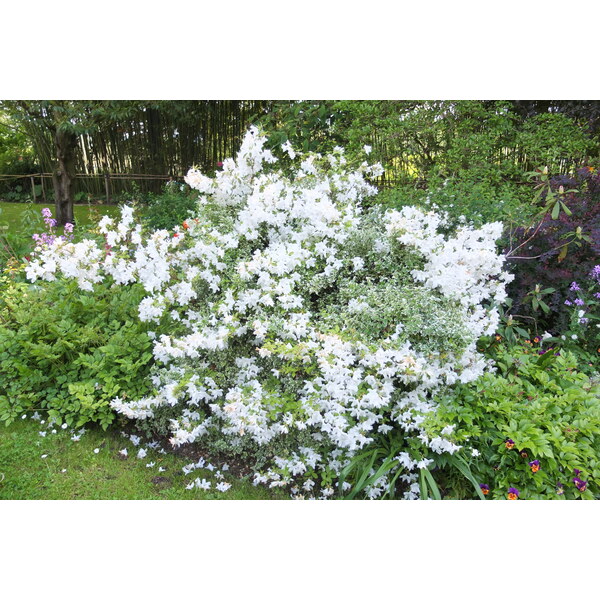 照片 法国(France) 吉维尼(Giverny) 2013-06 131